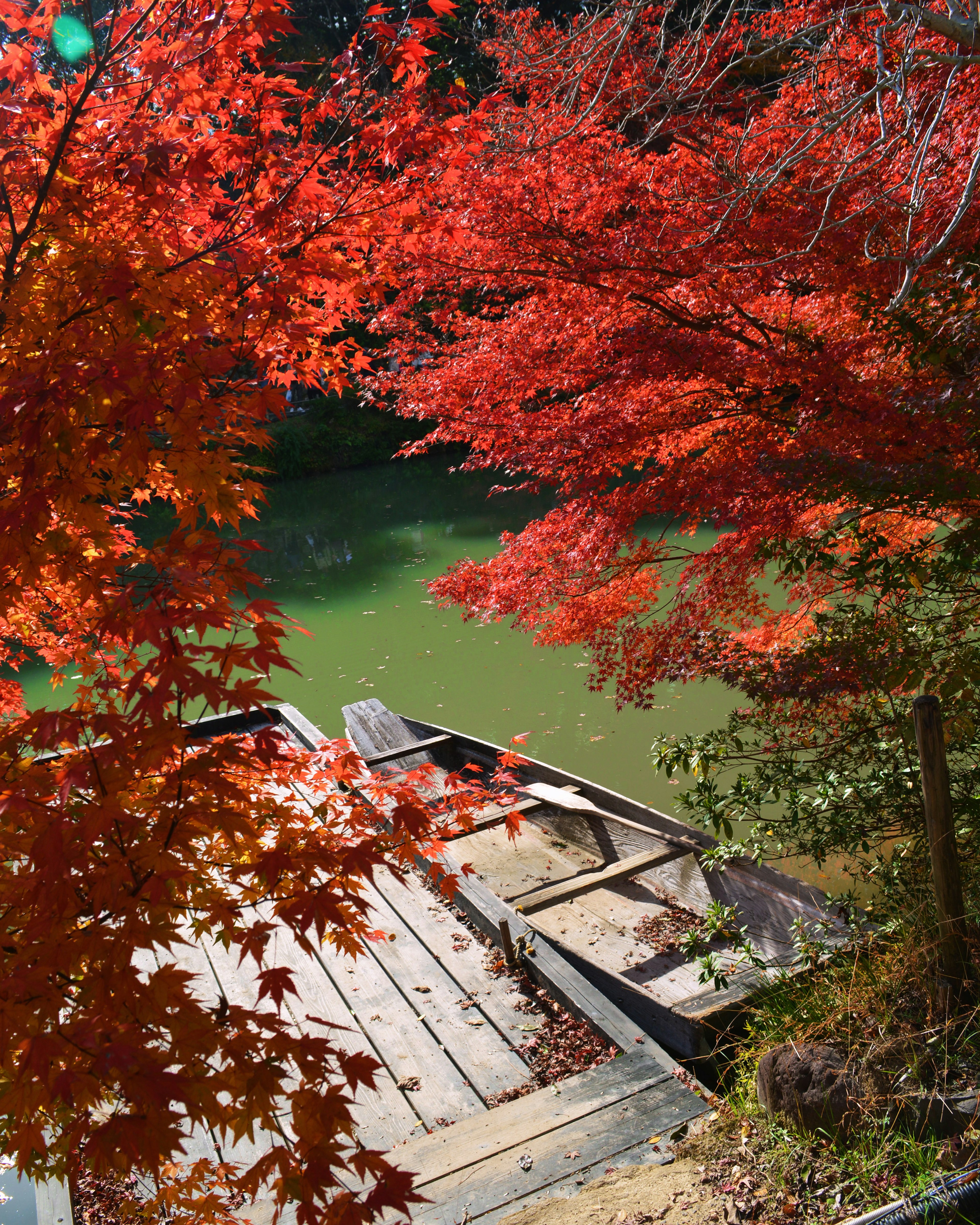 秋の紅葉に囲まれた小さなボートと緑色の水面