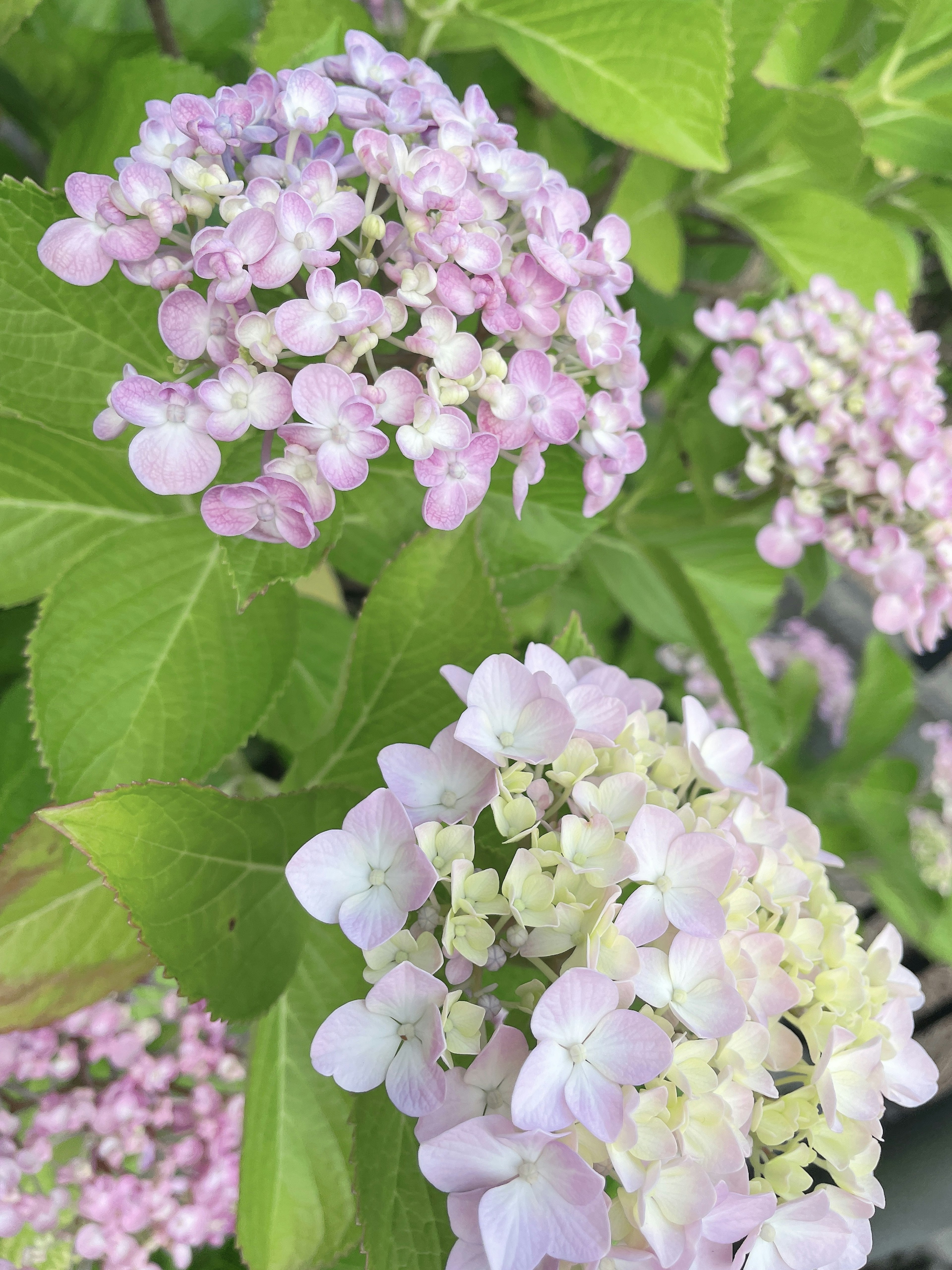 Flores de hortensia delicadas en tonos rosa y blanco floreciendo sobre un fondo de hojas verdes