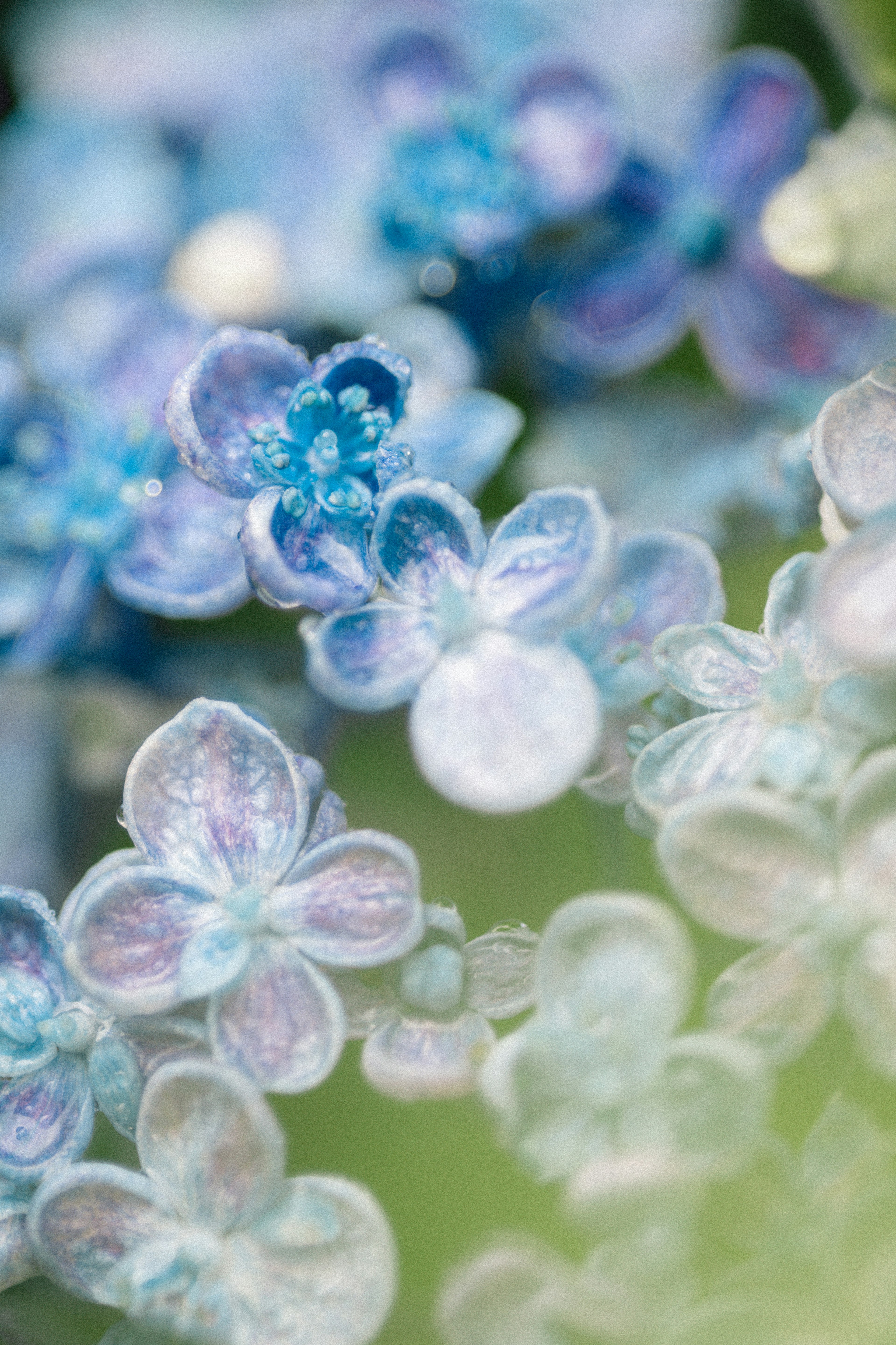 Close-up kelopak bunga biru dan ungu yang saling tumpang tindih