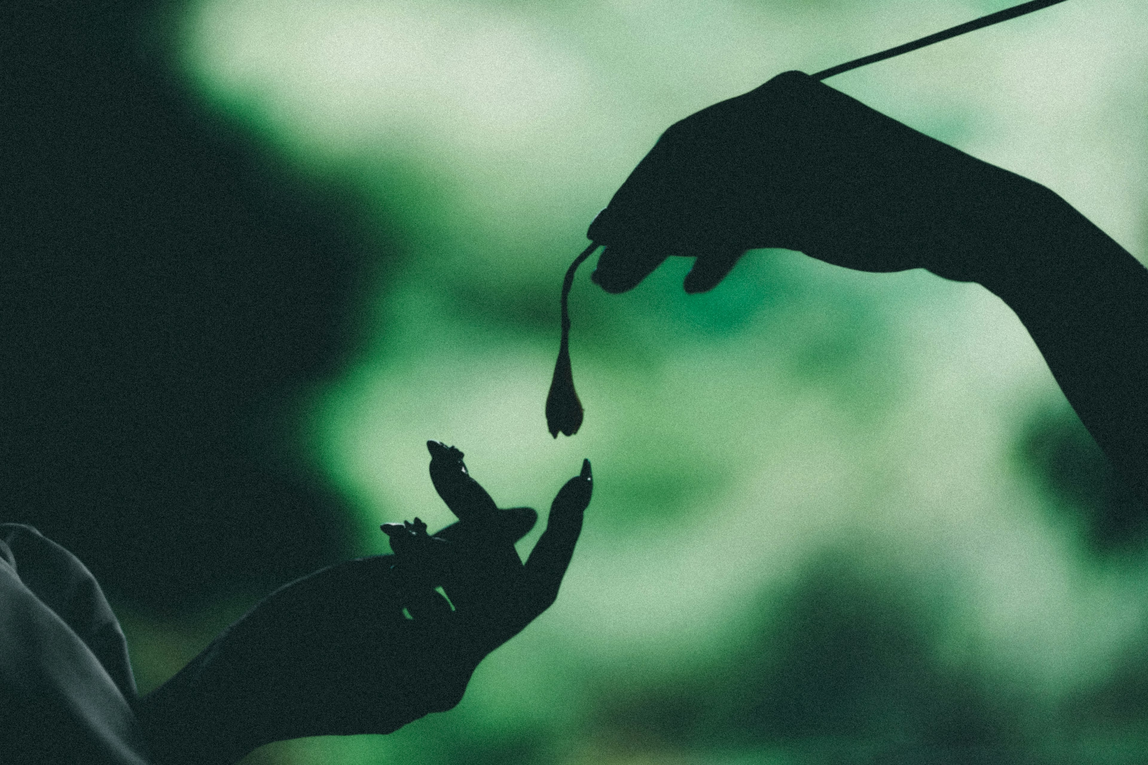 Silhouette di mani che tengono un petalo di fiore su sfondo scuro