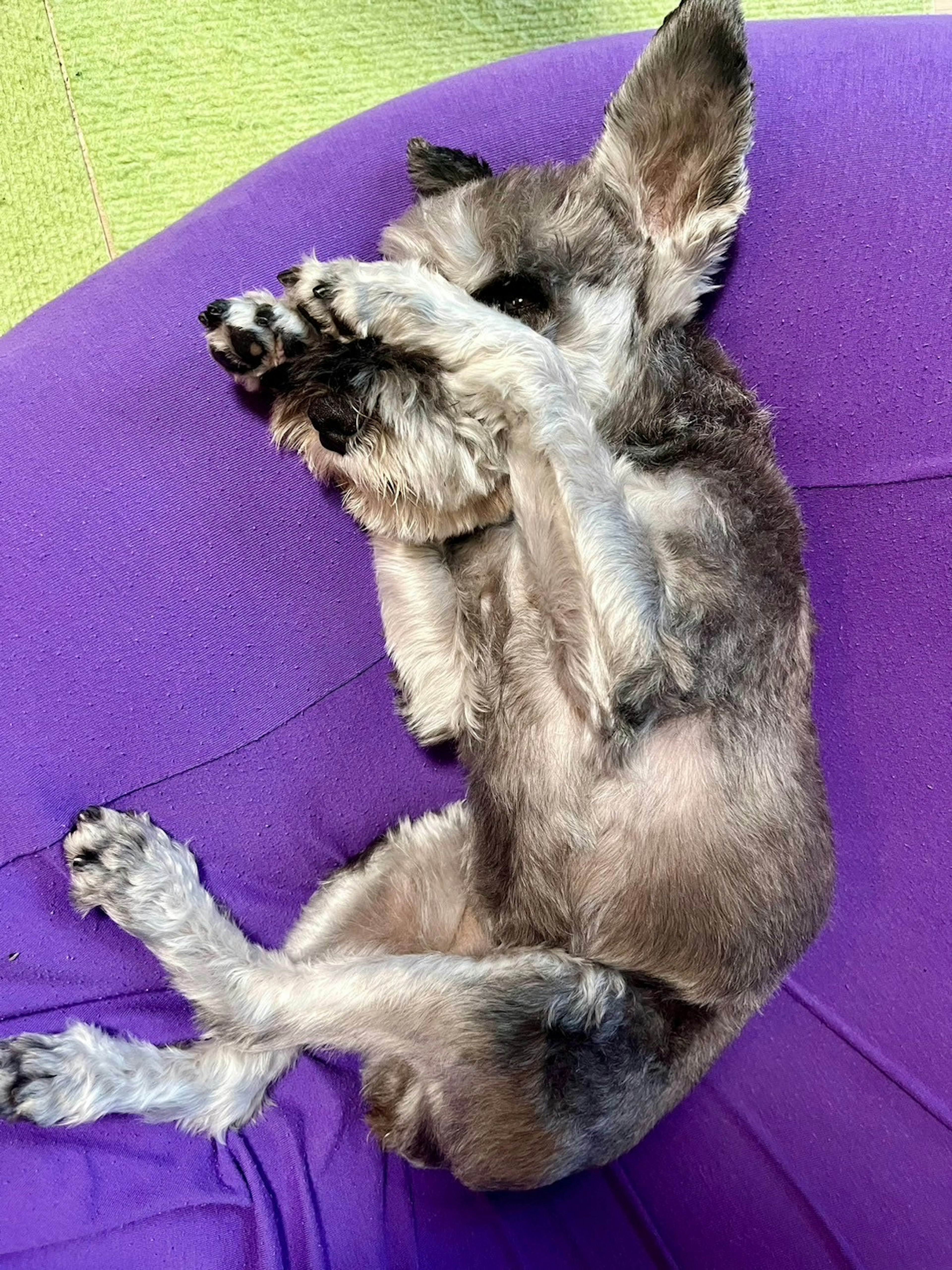 Schnauzer schläft auf einem lila Kissen