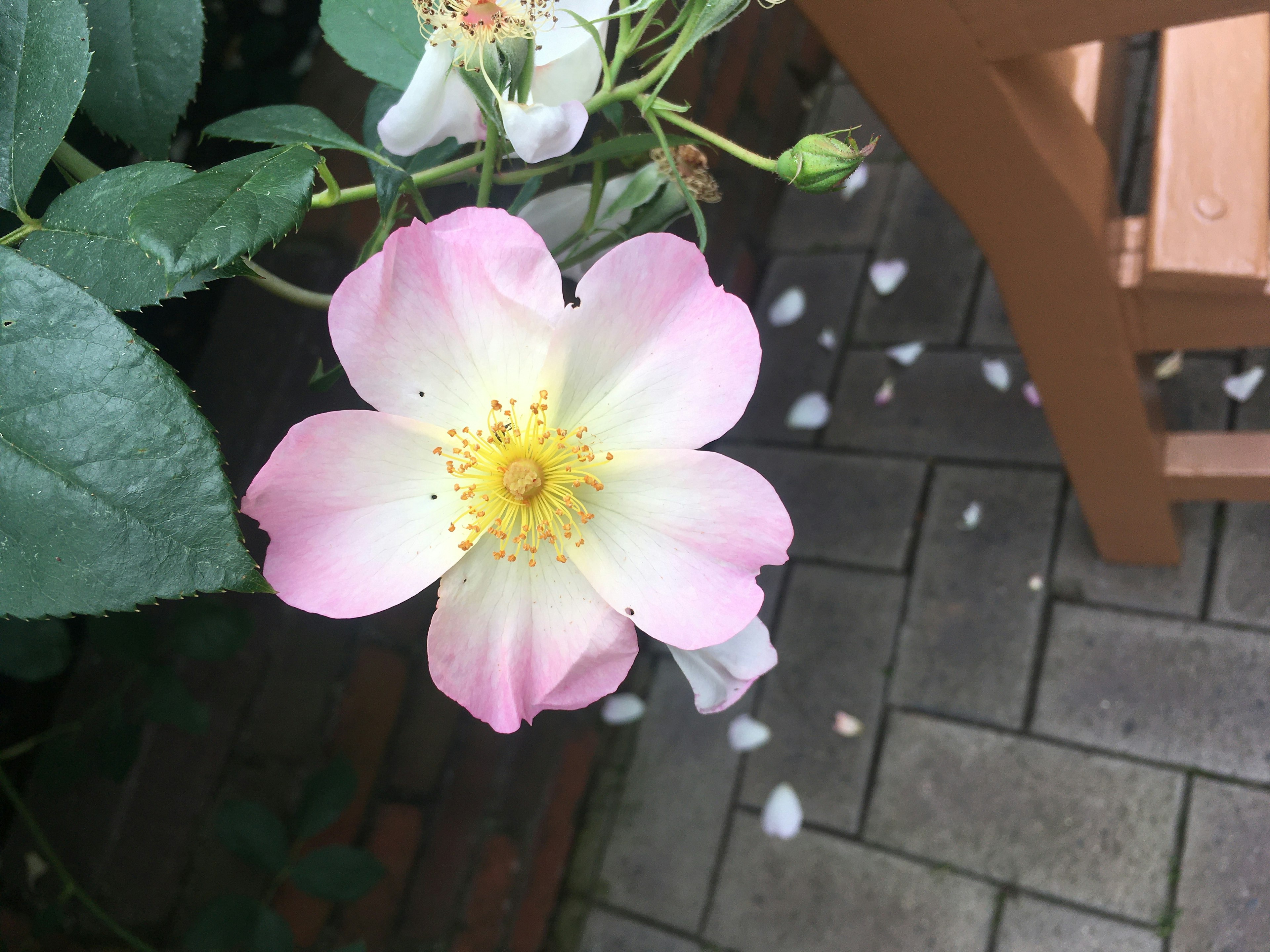 Un fiore di rosa con petali rosa pallido e bianchi circondato da foglie verdi