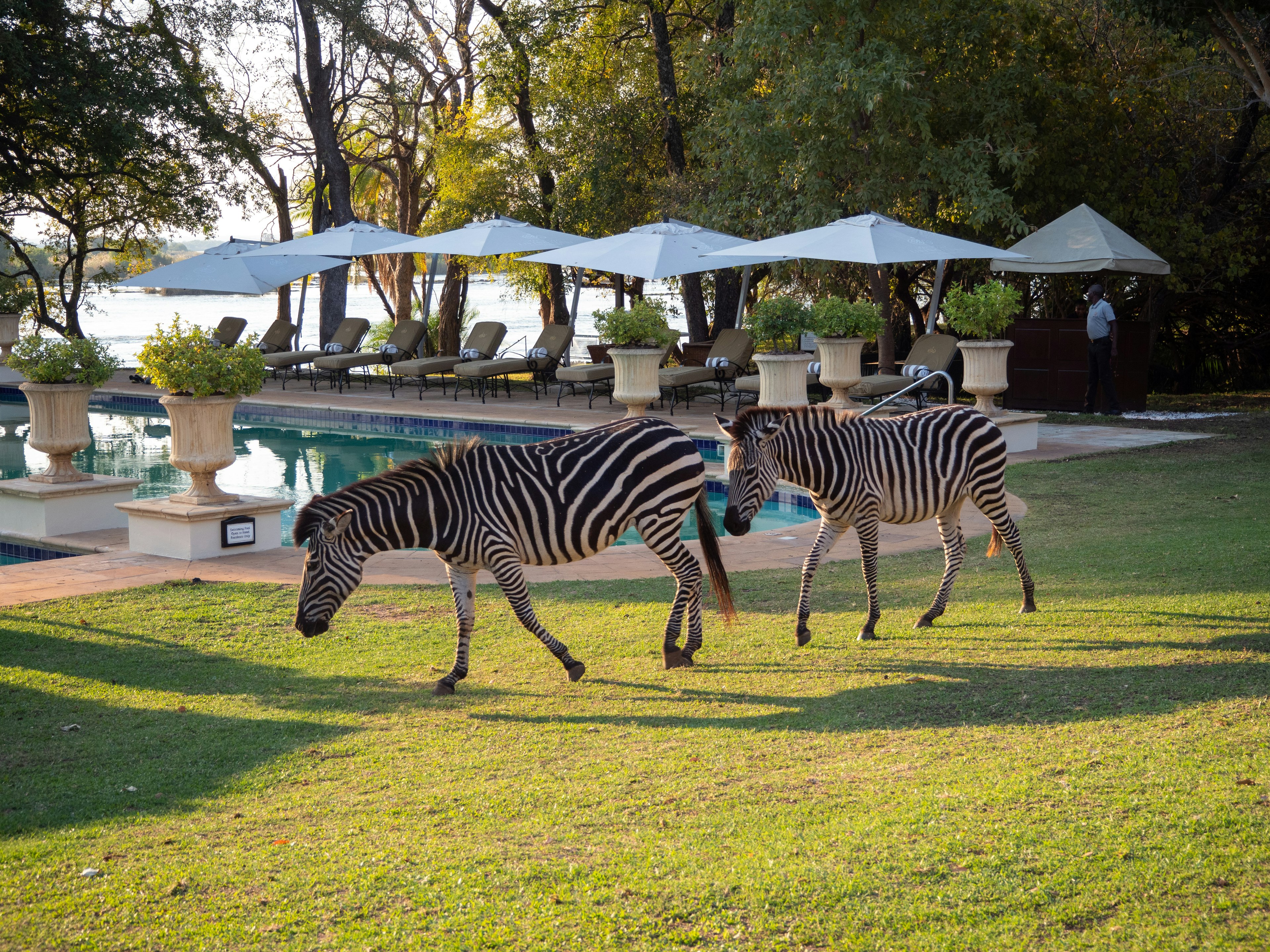 Coppia di zebre che brucano vicino a una piscina con ombrelloni ombreggiati in un ambiente pittoresco