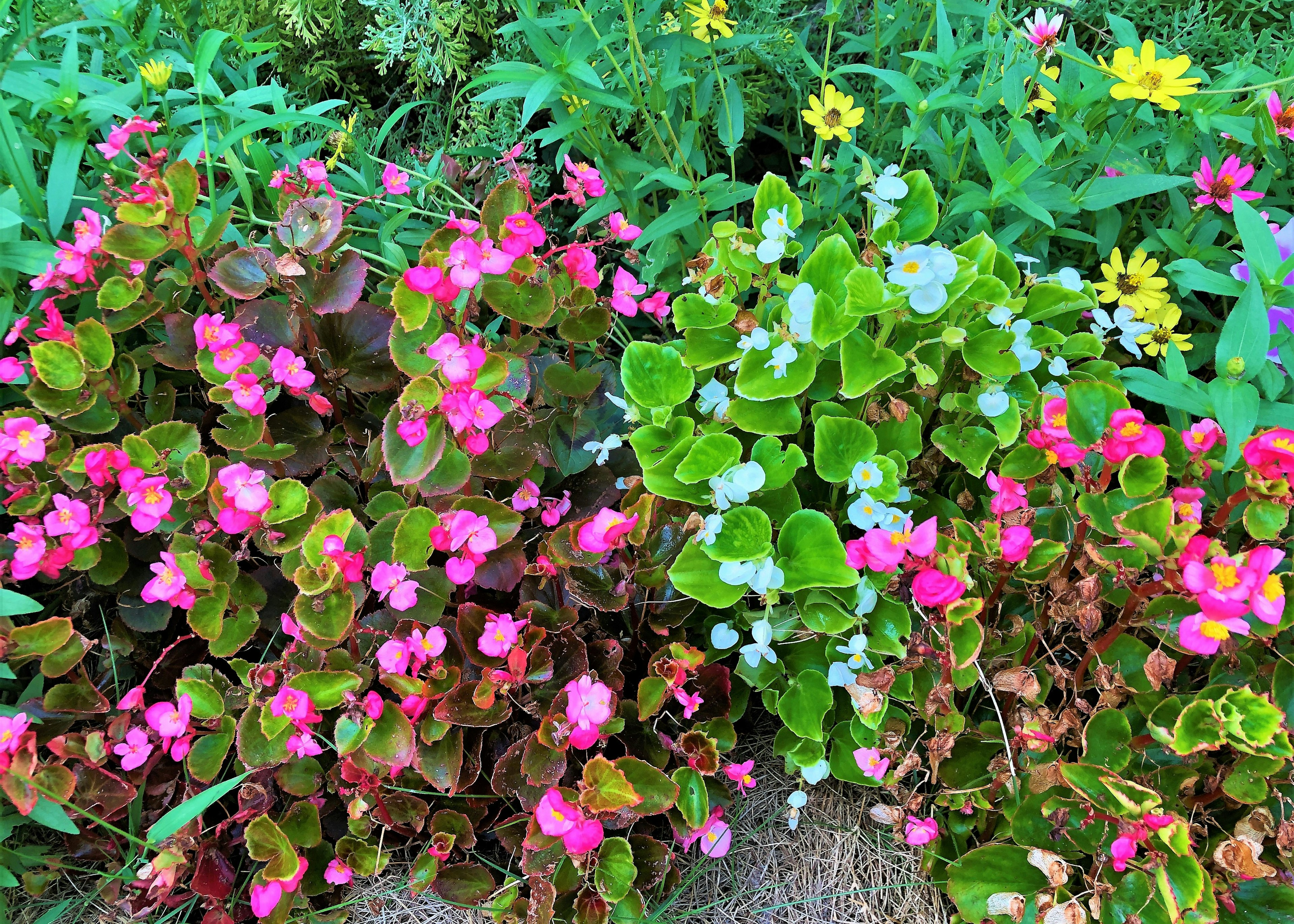 Bunte Blumen blühen in einem Garten