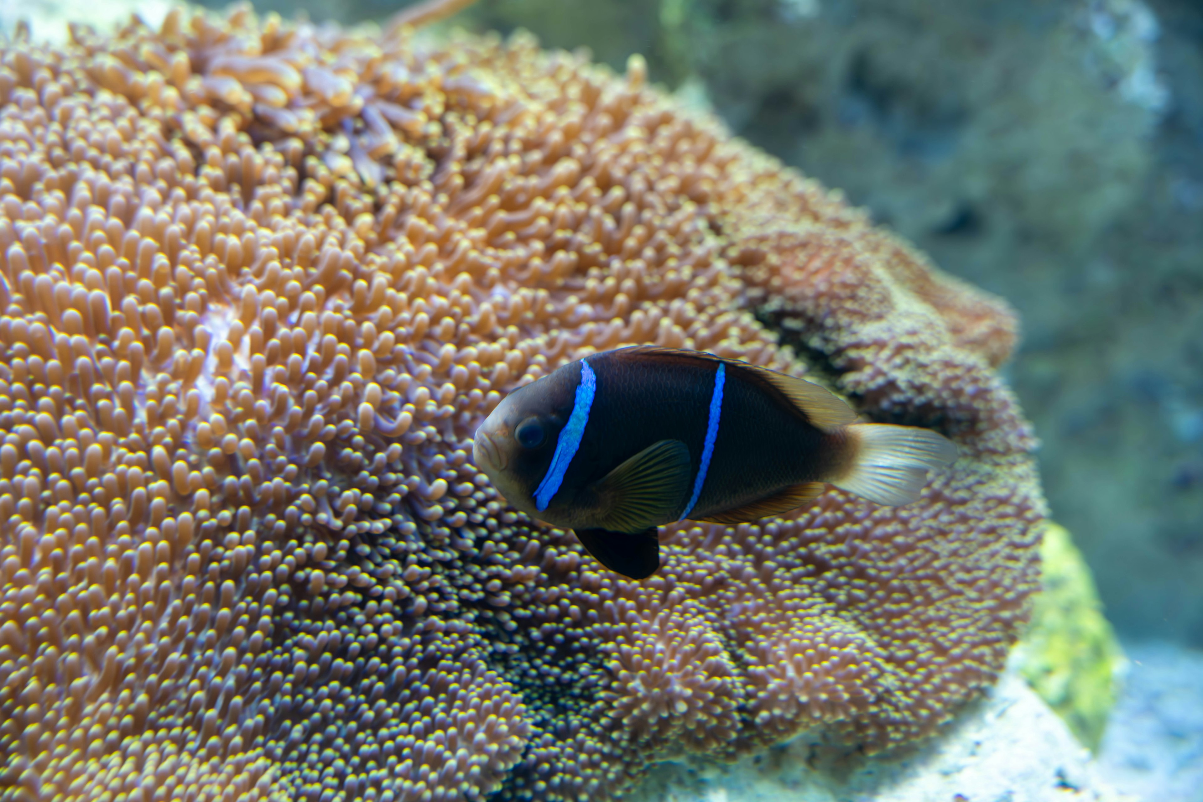 Ikan bergaris biru yang bersembunyi di antara terumbu karang