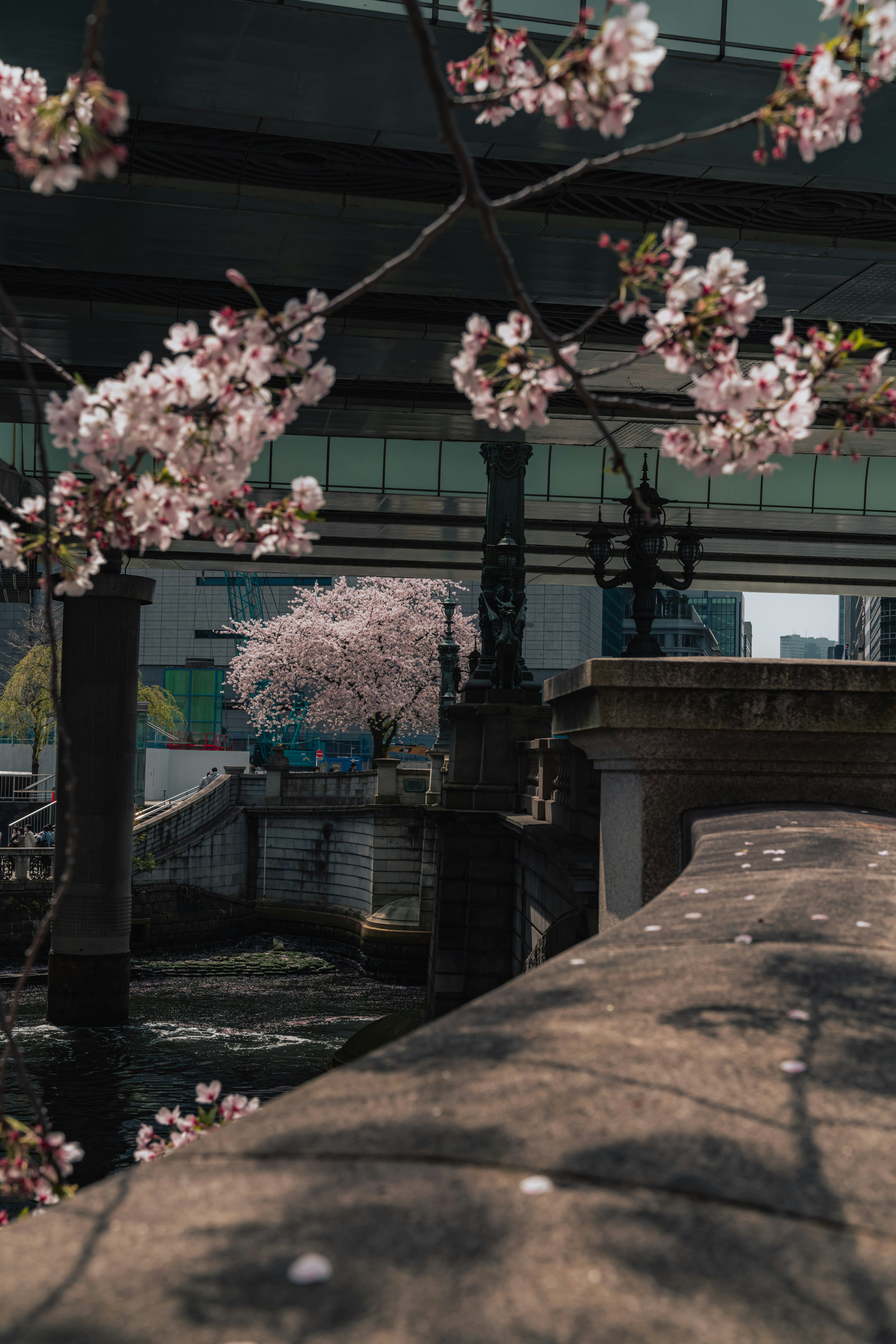 Bunga sakura membingkai pemandangan jembatan dengan latar belakang kota