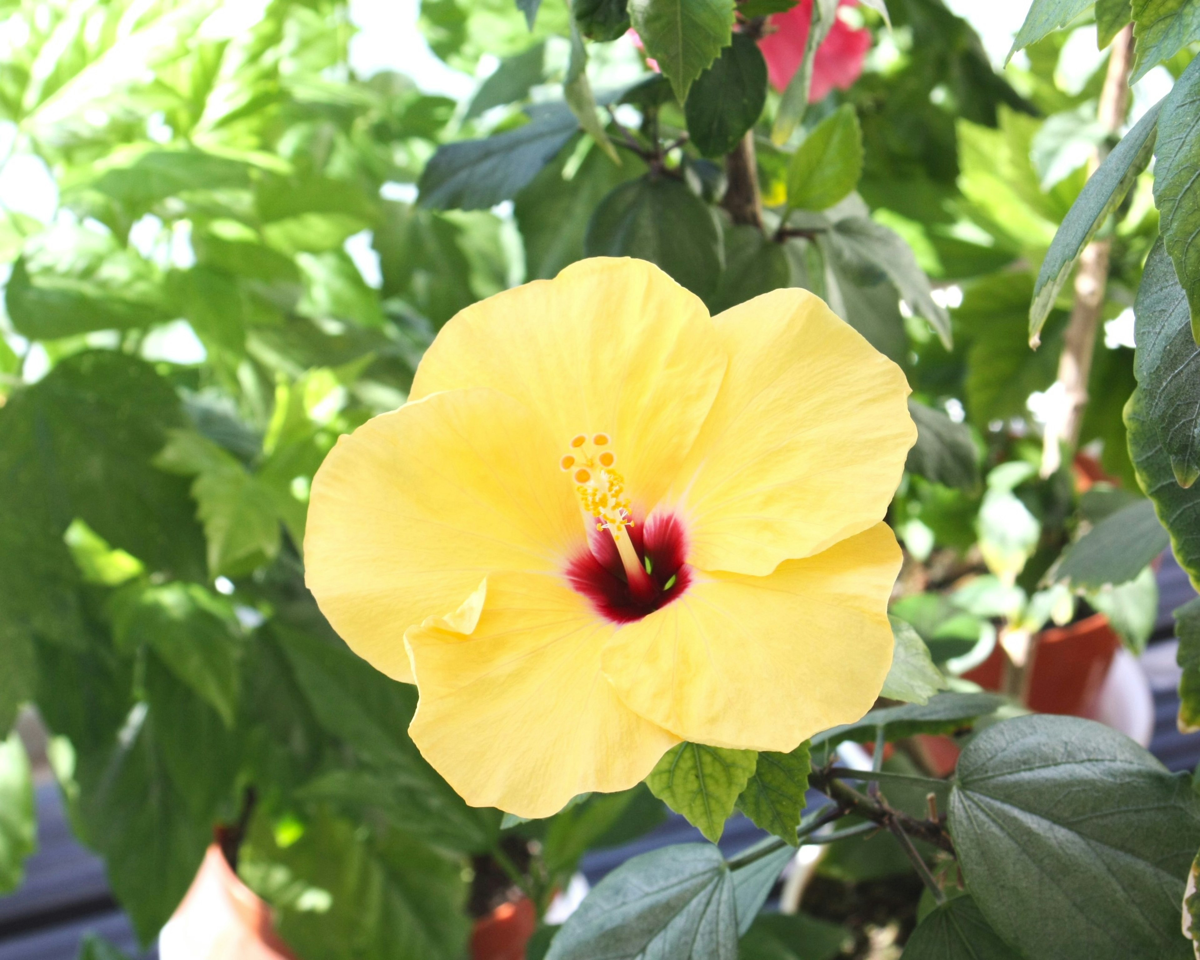 Bunga hibiscus kuning cerah mekar di antara daun hijau