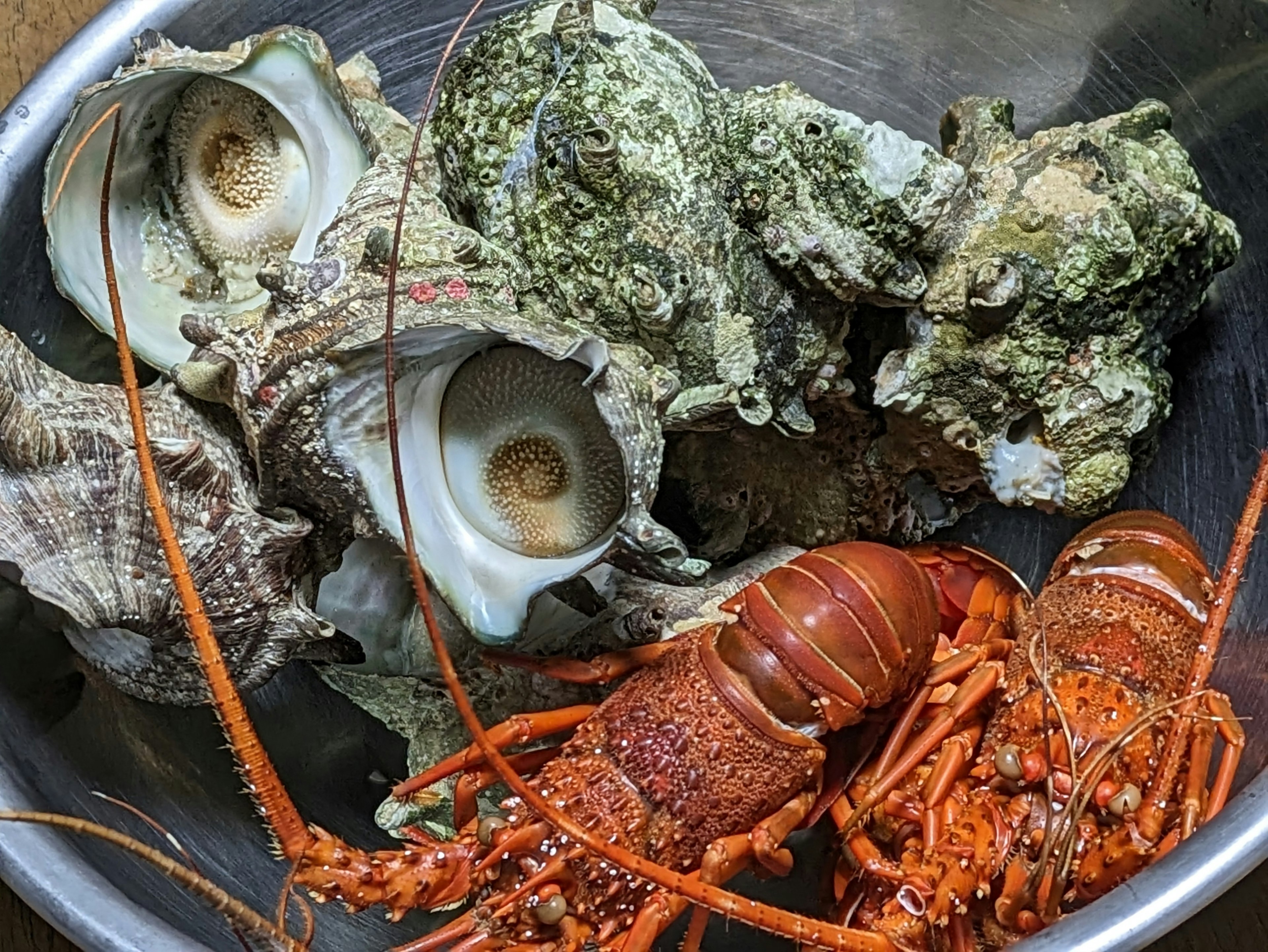 Eine Schüssel mit frischem Hummer und verschiedenen Muscheln