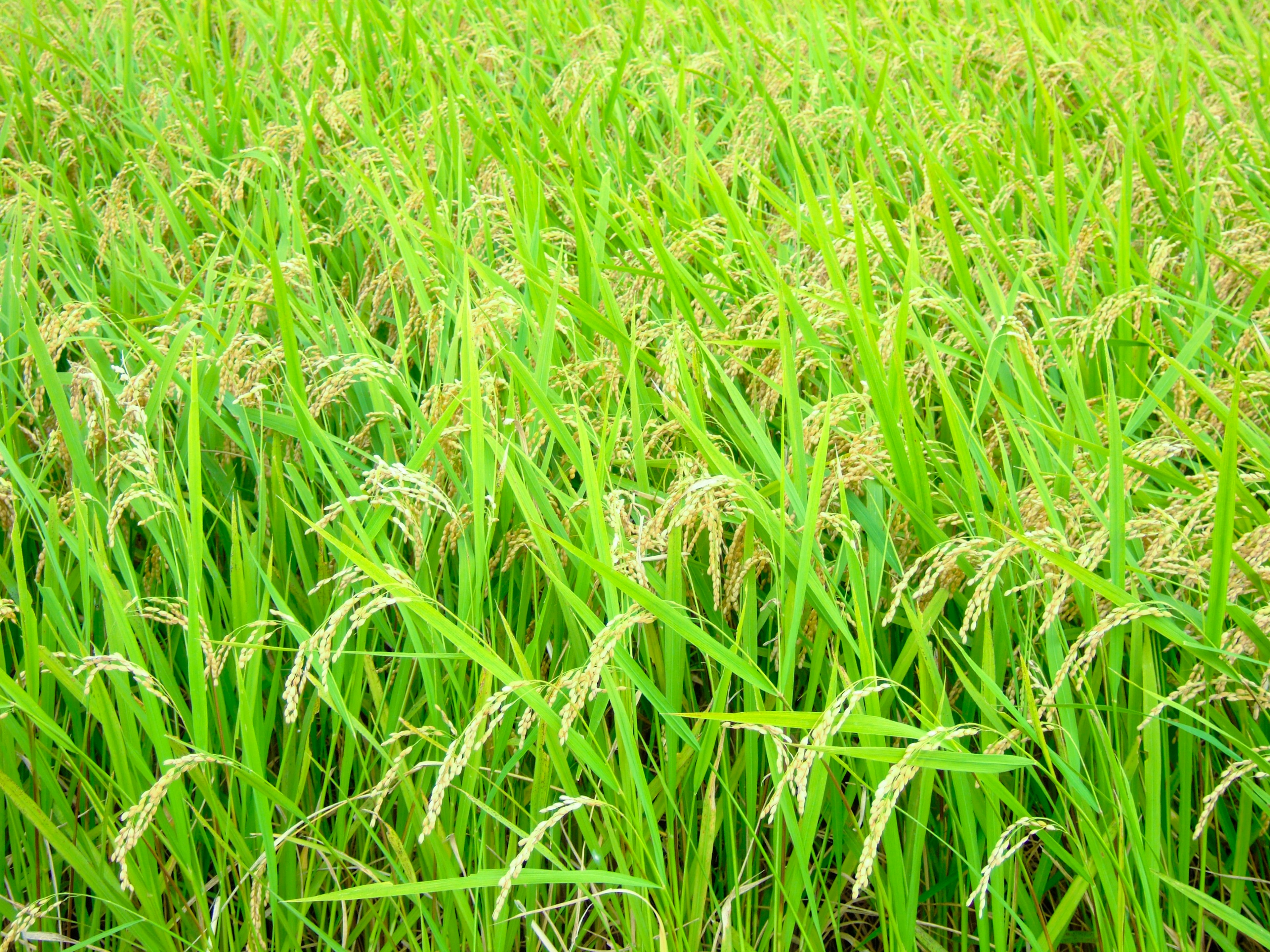 Lush green rice field with drooping rice ears