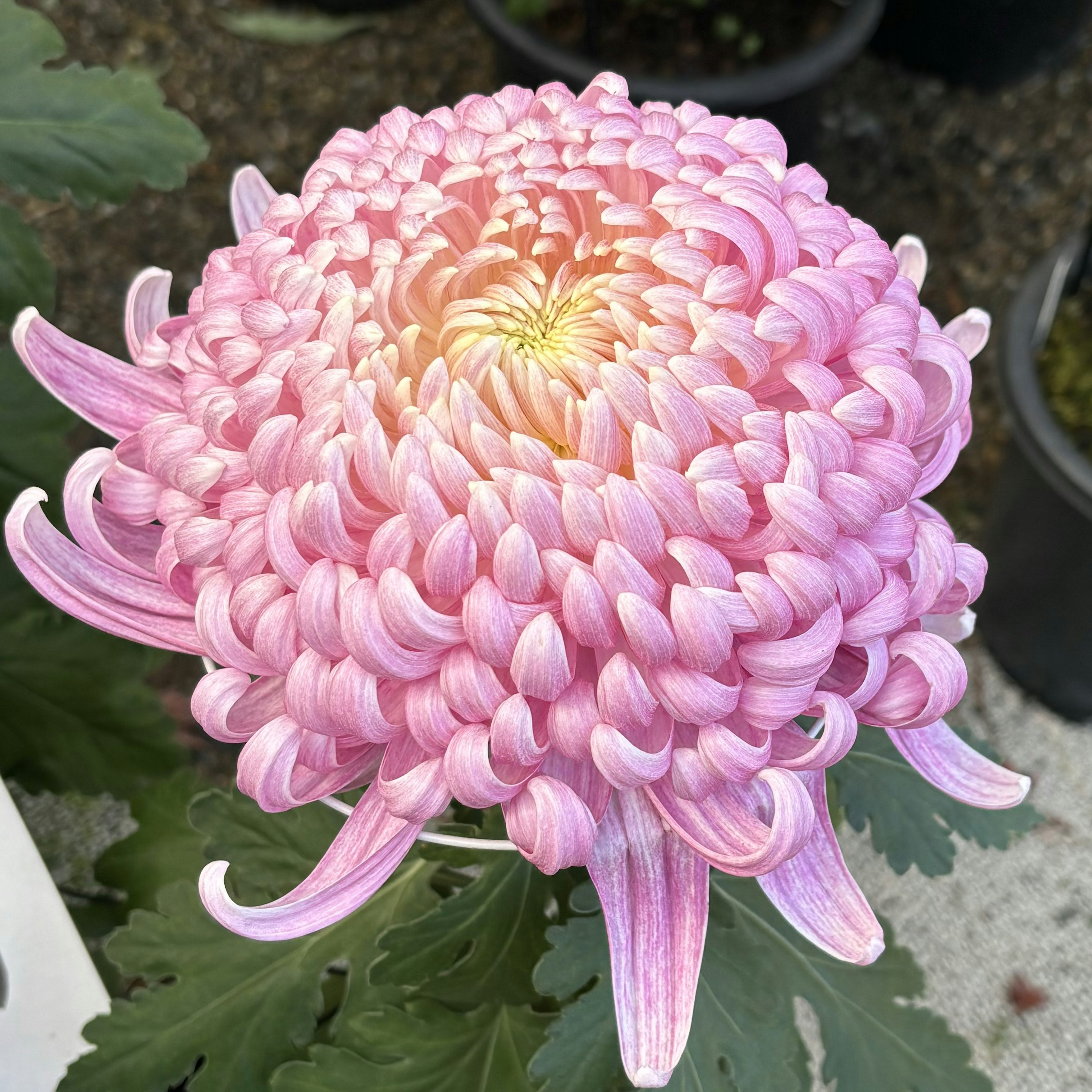 美しいピンクの菊の花が咲いている