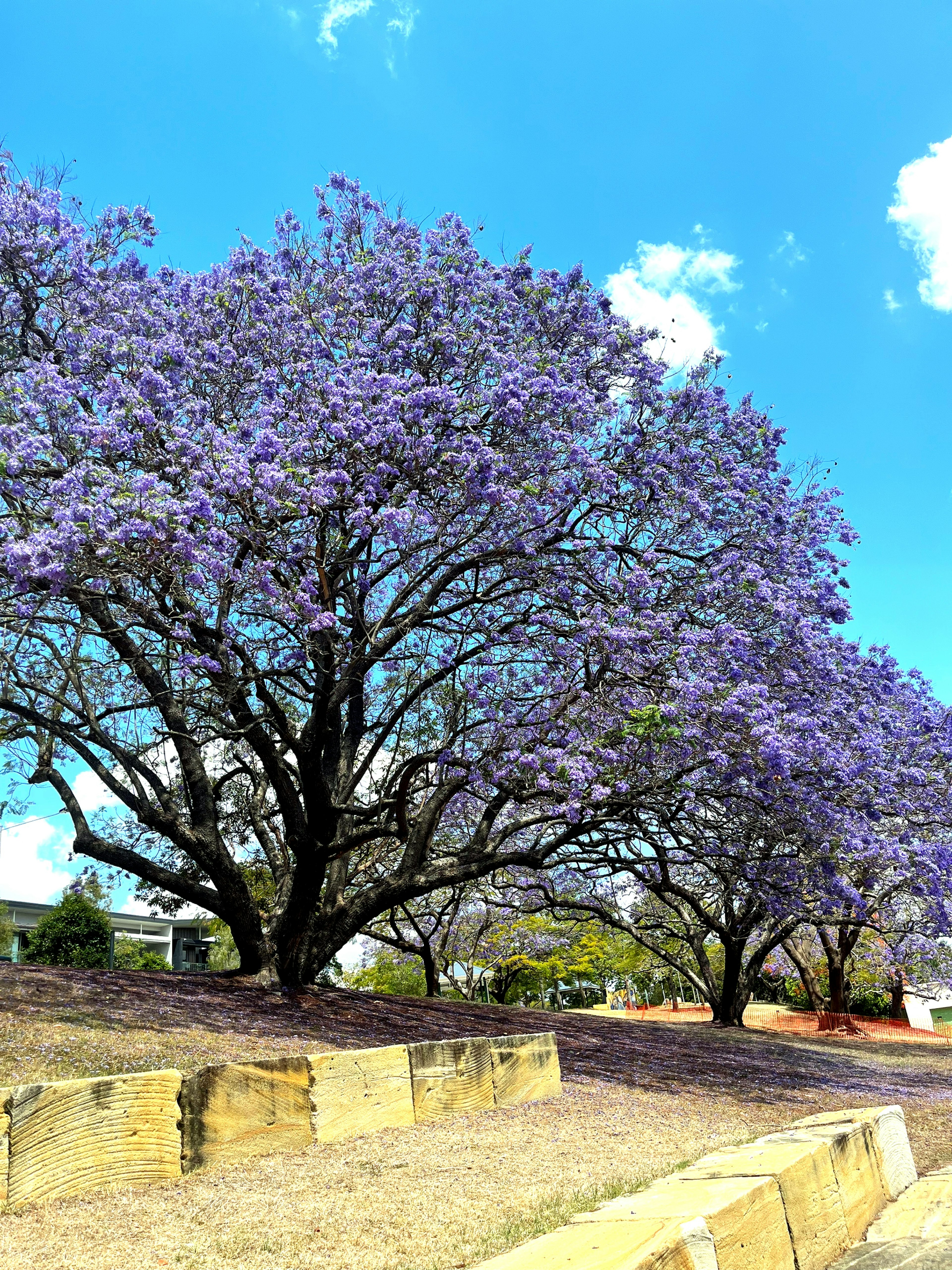 Jacaranda trees with beautiful purple flowers under a clear blue sky