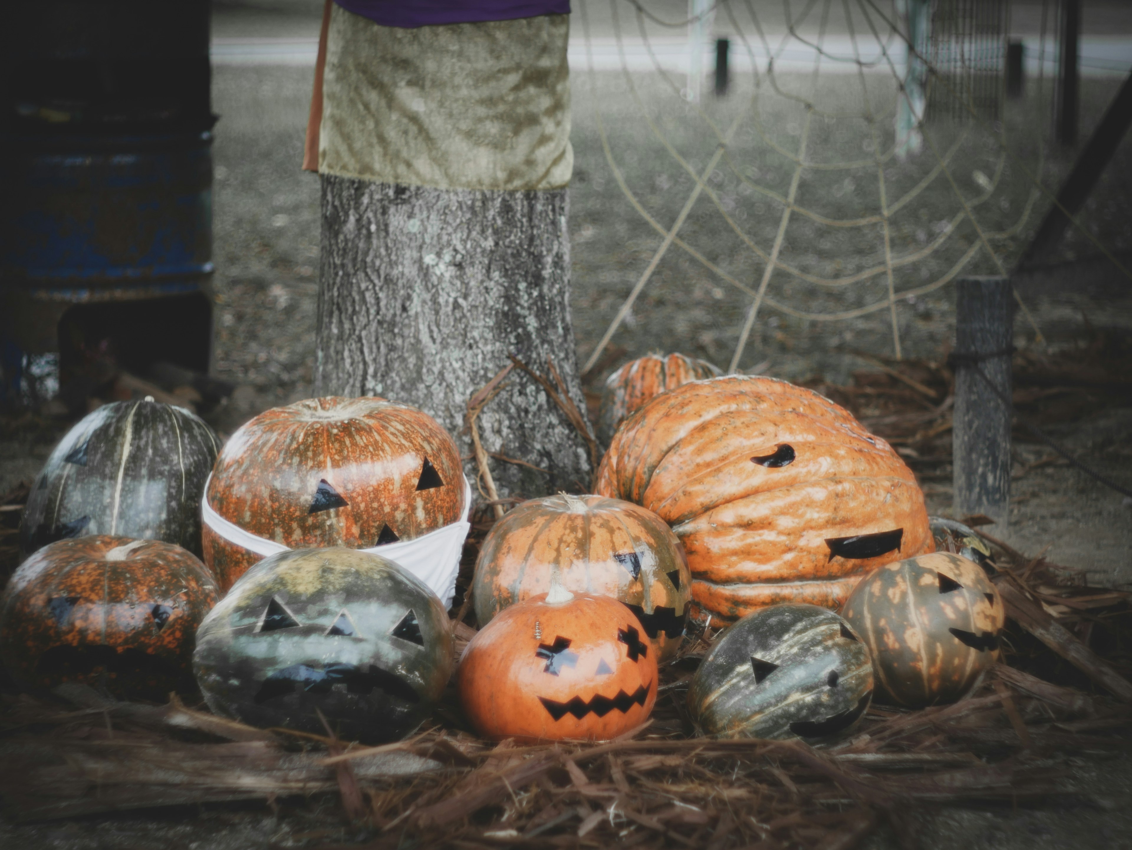 Various colored Halloween pumpkins arranged at the base of a tree