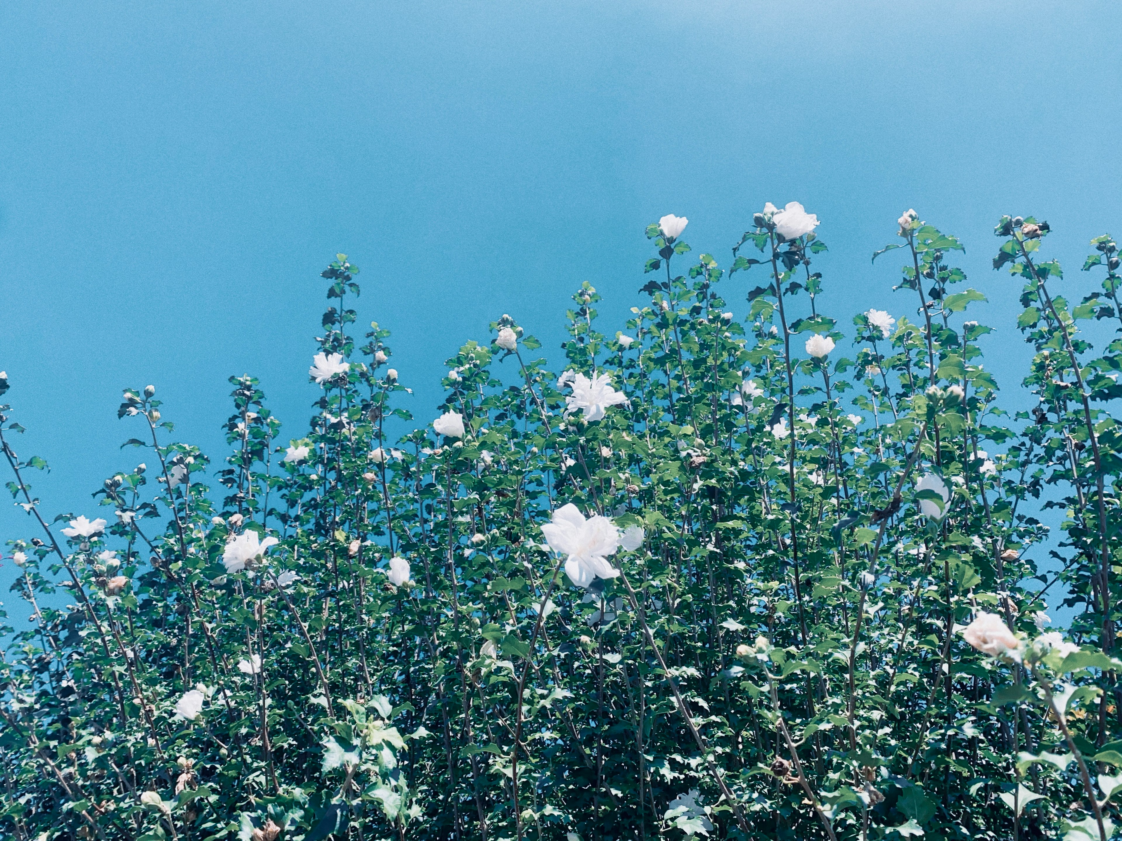 Un grupo de flores blancas contra un cielo azul claro