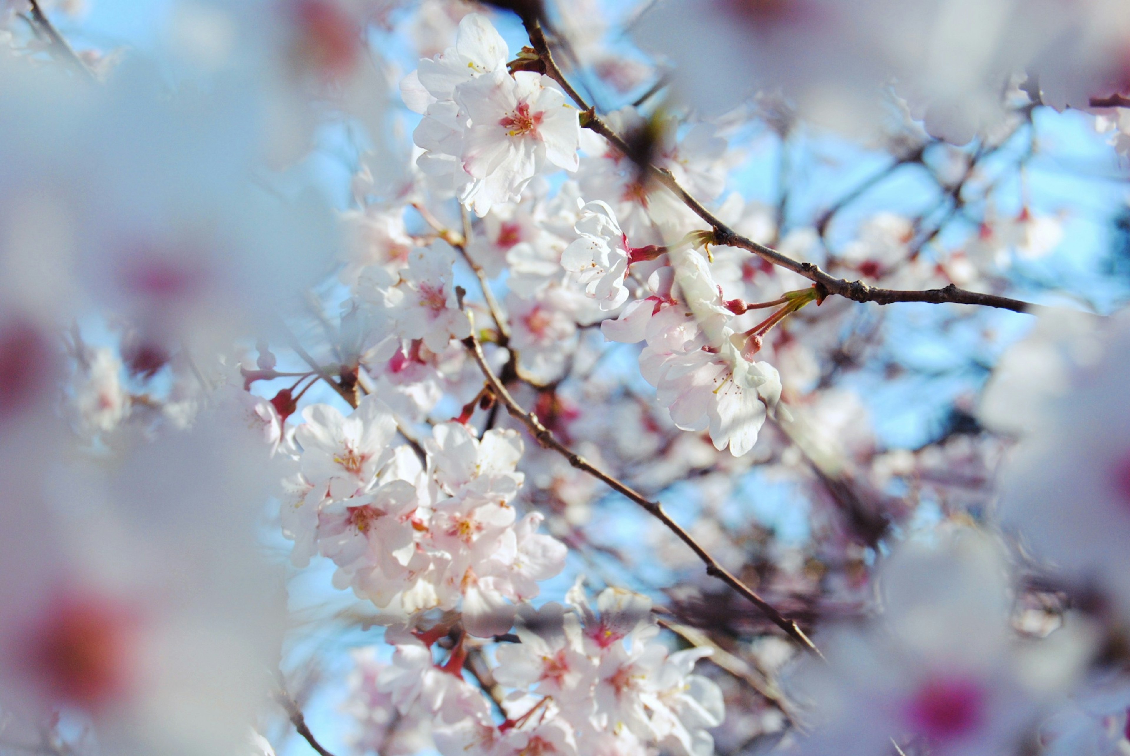 桜の花が咲いている枝のクローズアップ青空の背景