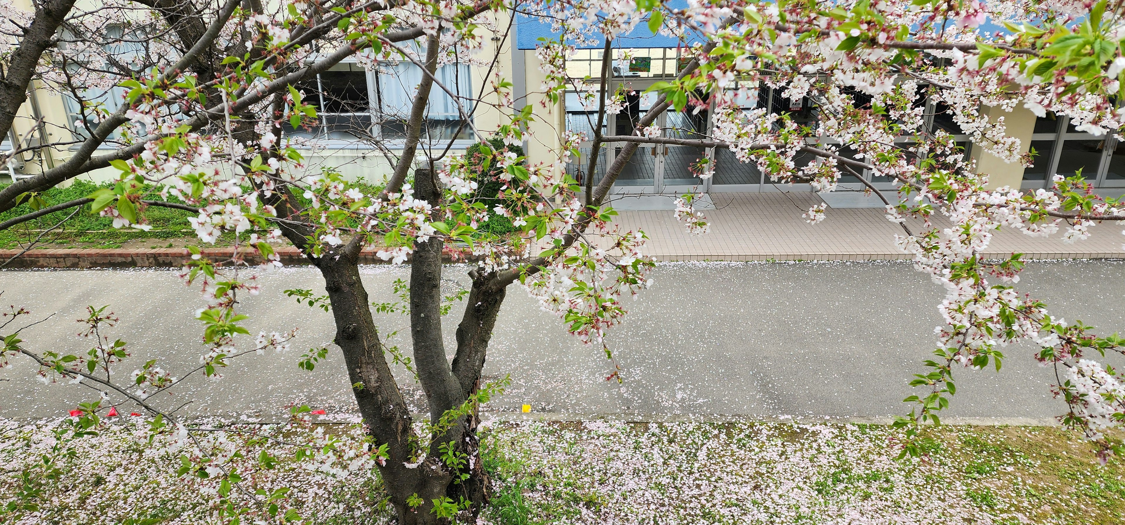 桜の花が咲いている木とその下に広がる花びらの絨毯