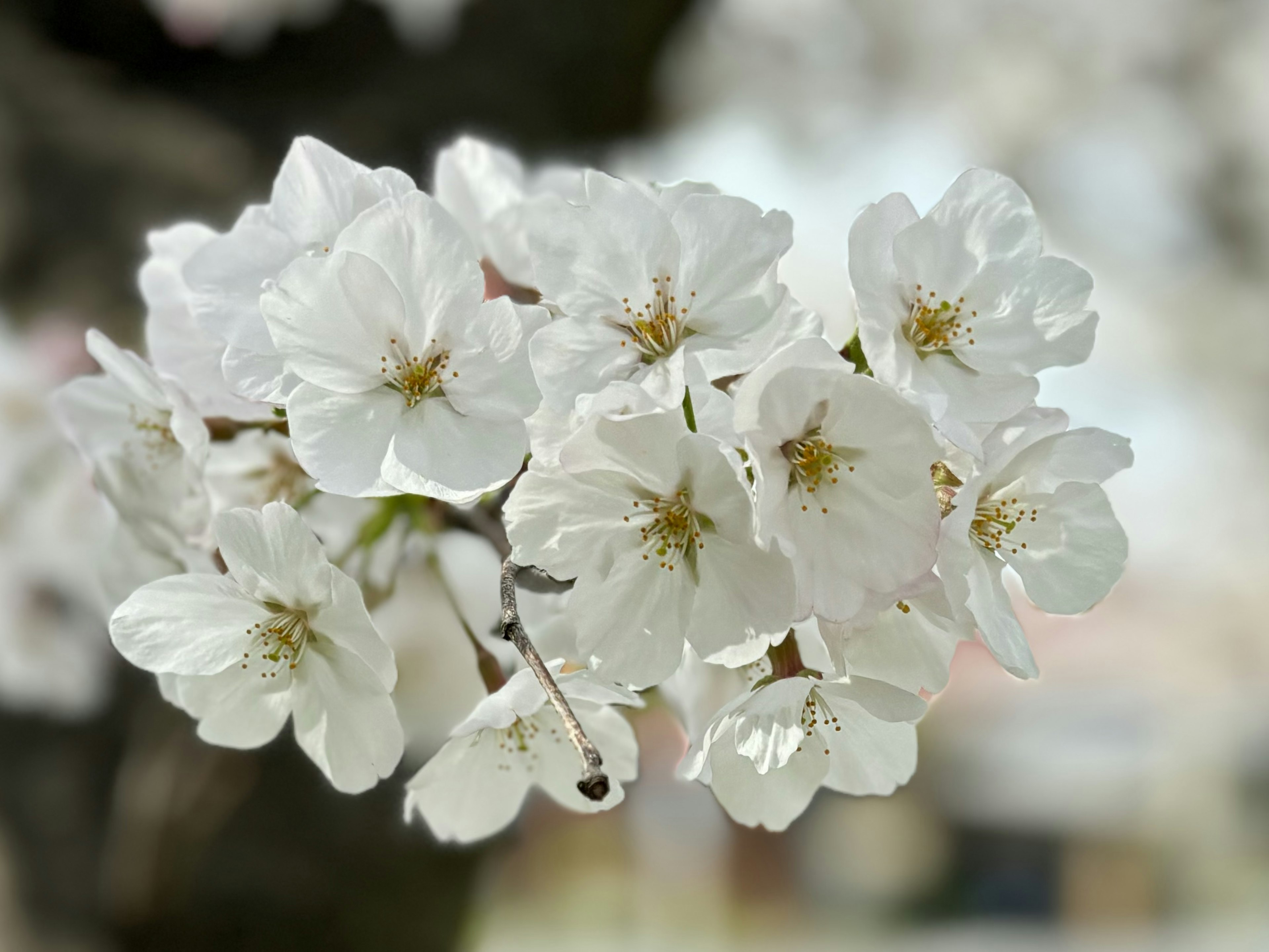 Gros plan de belles fleurs de cerisier blanches avec des pétales délicats