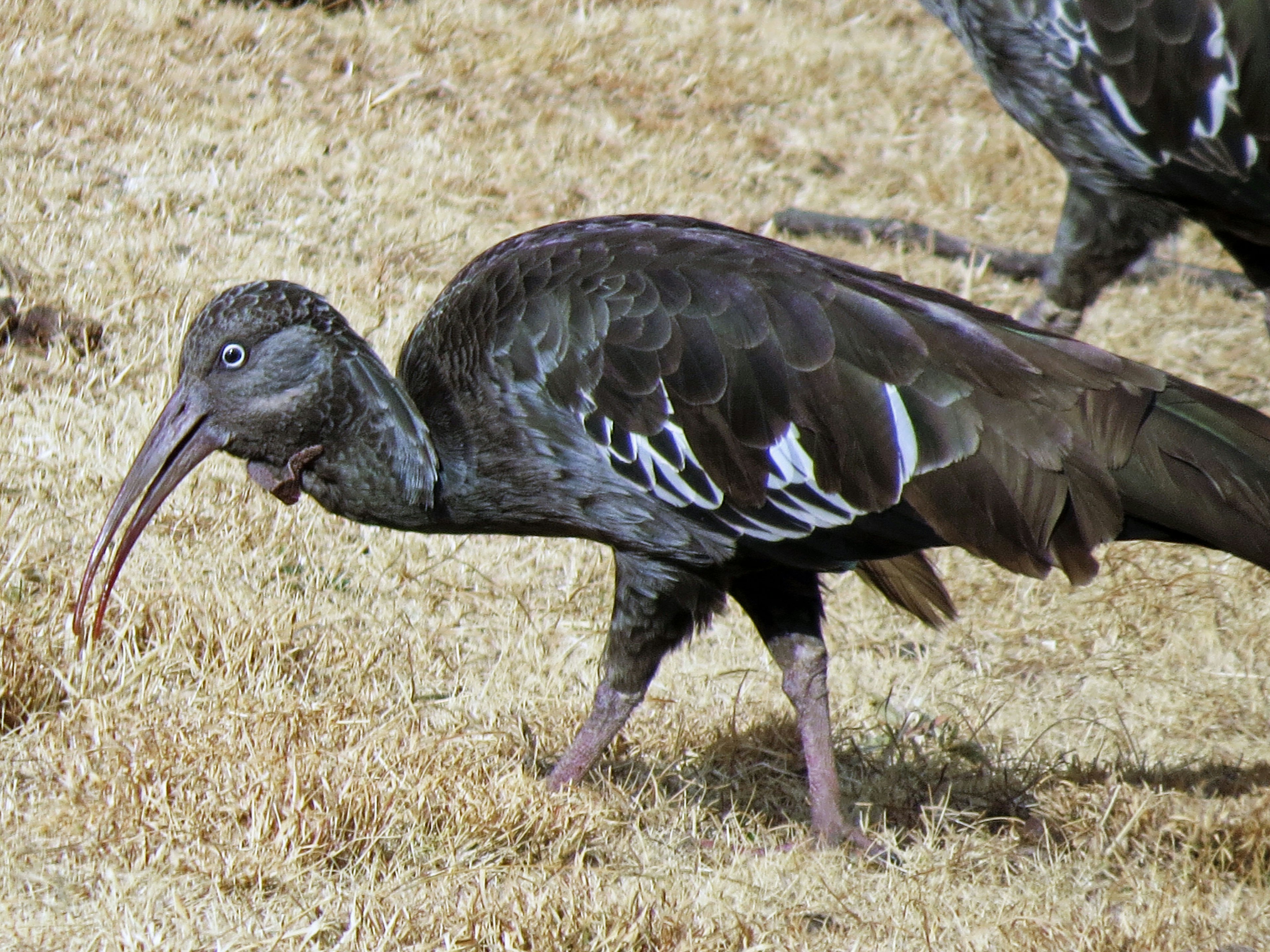 Un uccello con piume nere che cammina sull'erba