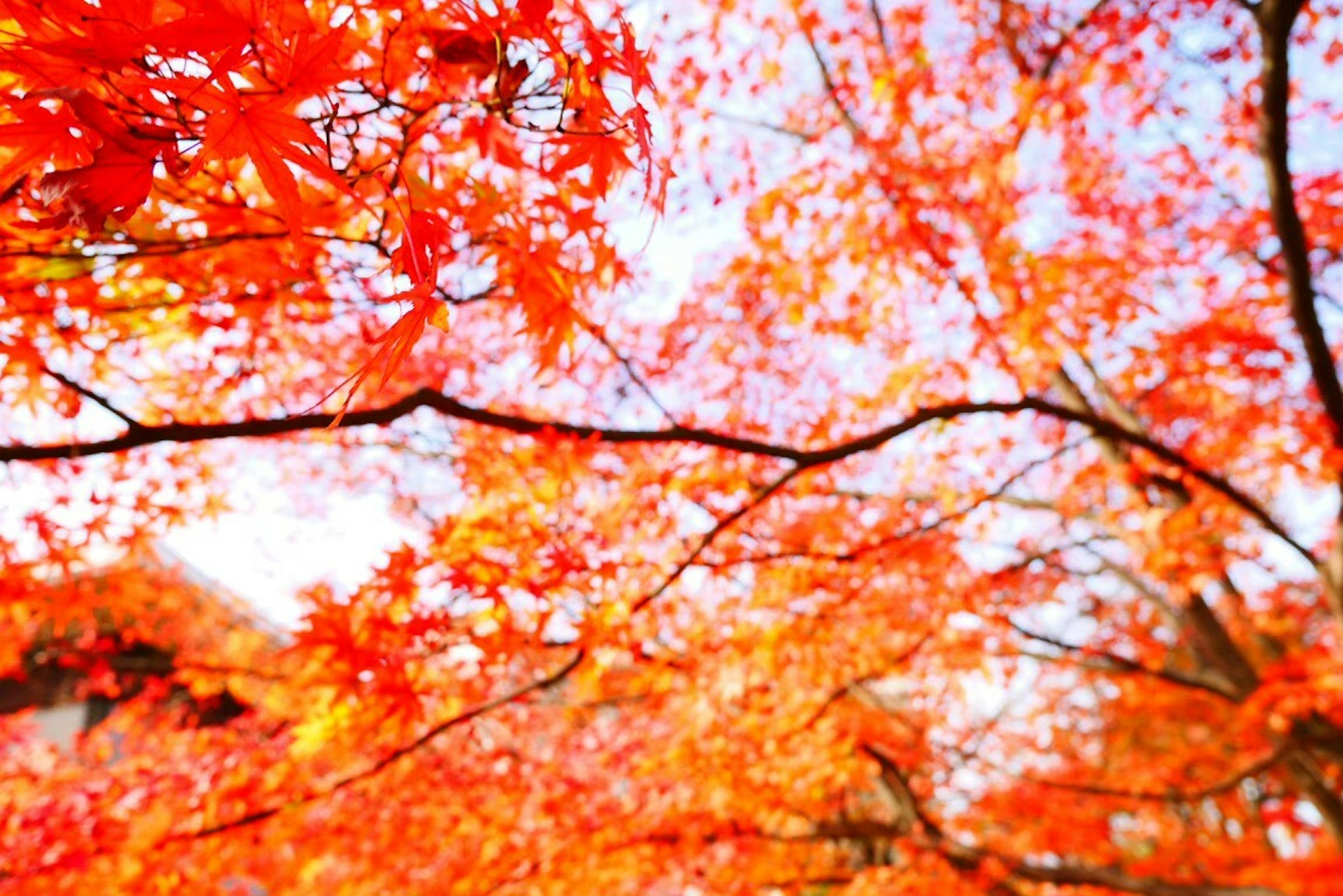 Lebendige orangefarbene Blätter von Herbstbäumen vor einem hellen Himmel