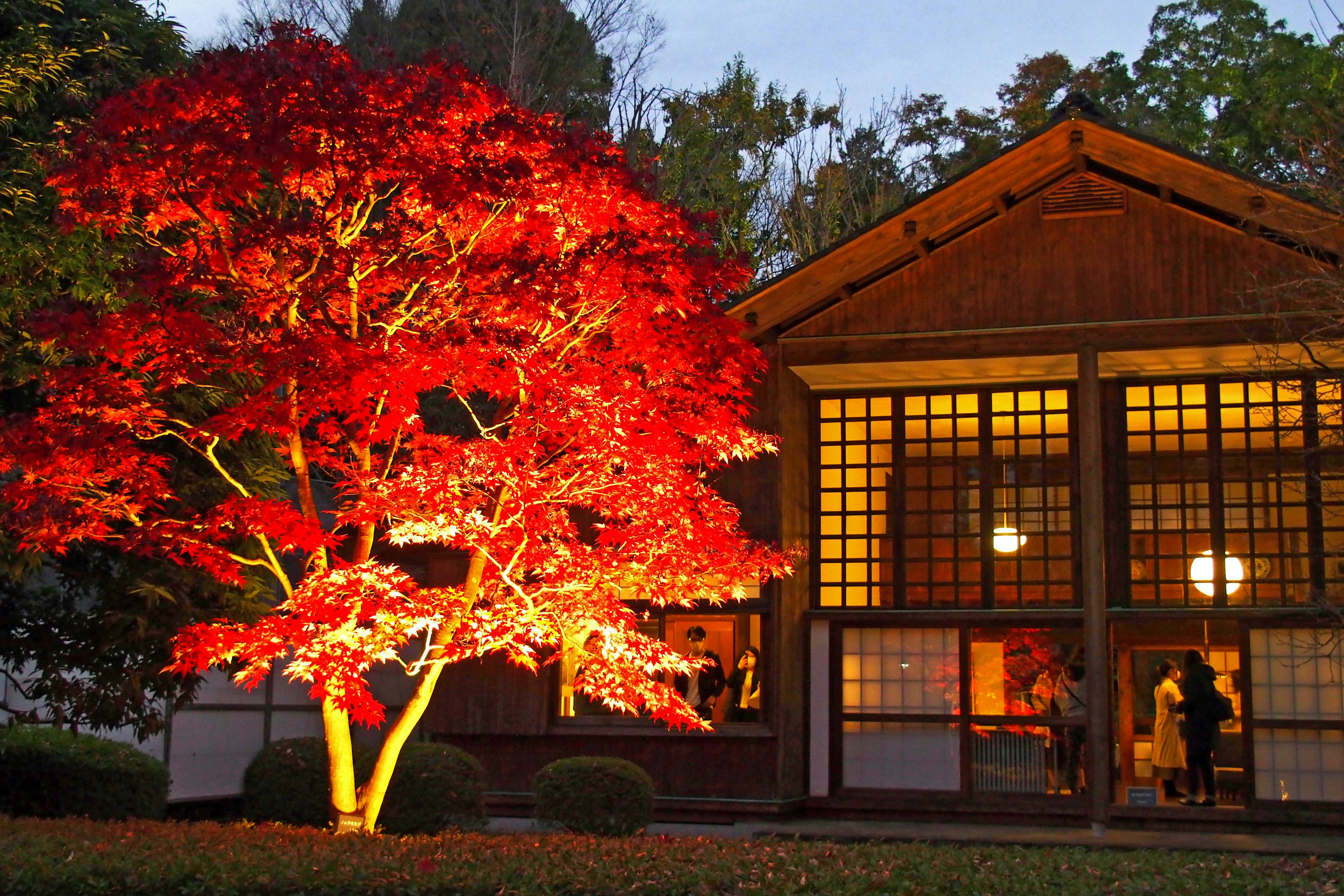 Illuminated red maple tree beside a traditional Japanese house at night