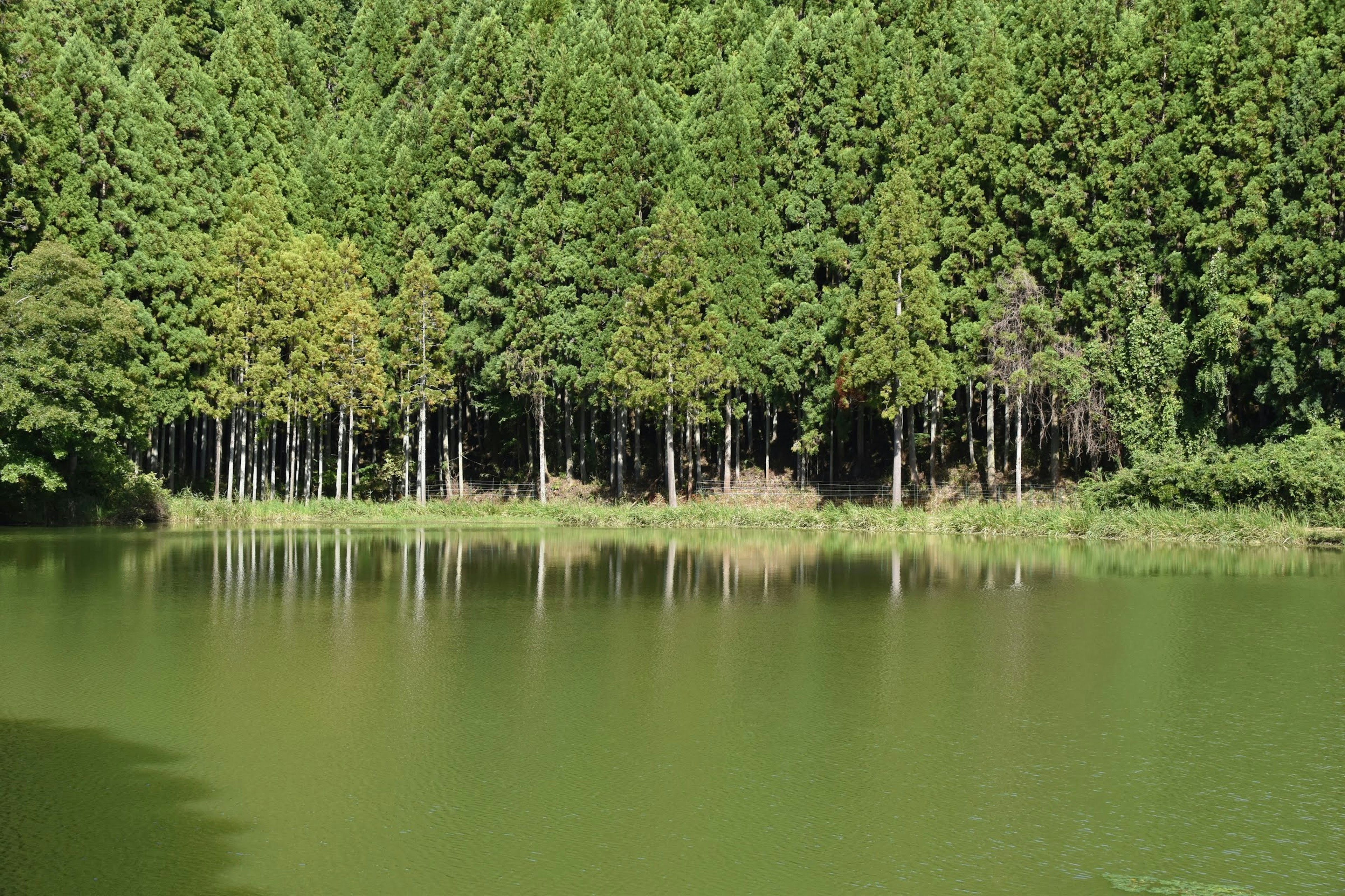 宁静湖泊中绿色树木的风景