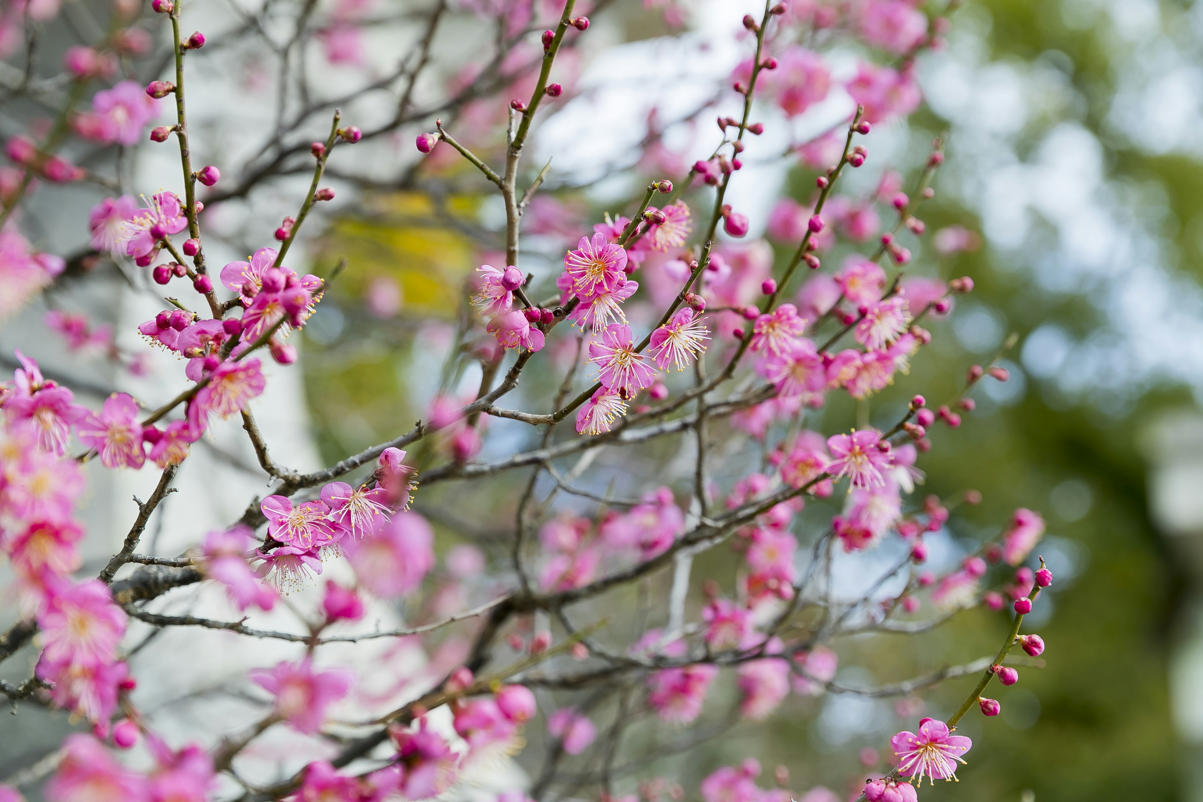 Gros plan sur des branches de cerisier en fleurs