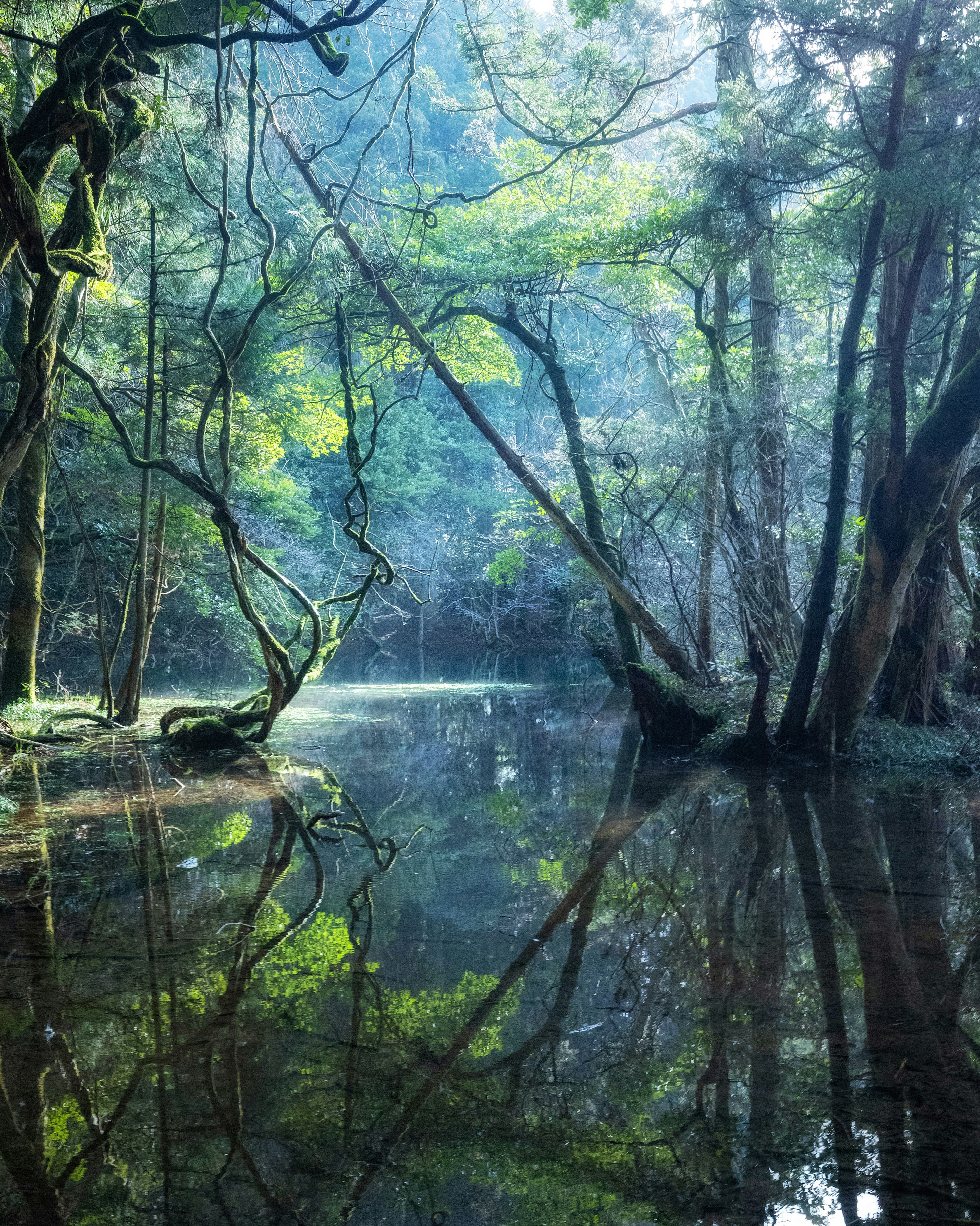 静かな水面に映る緑豊かな木々と霧のある森の風景