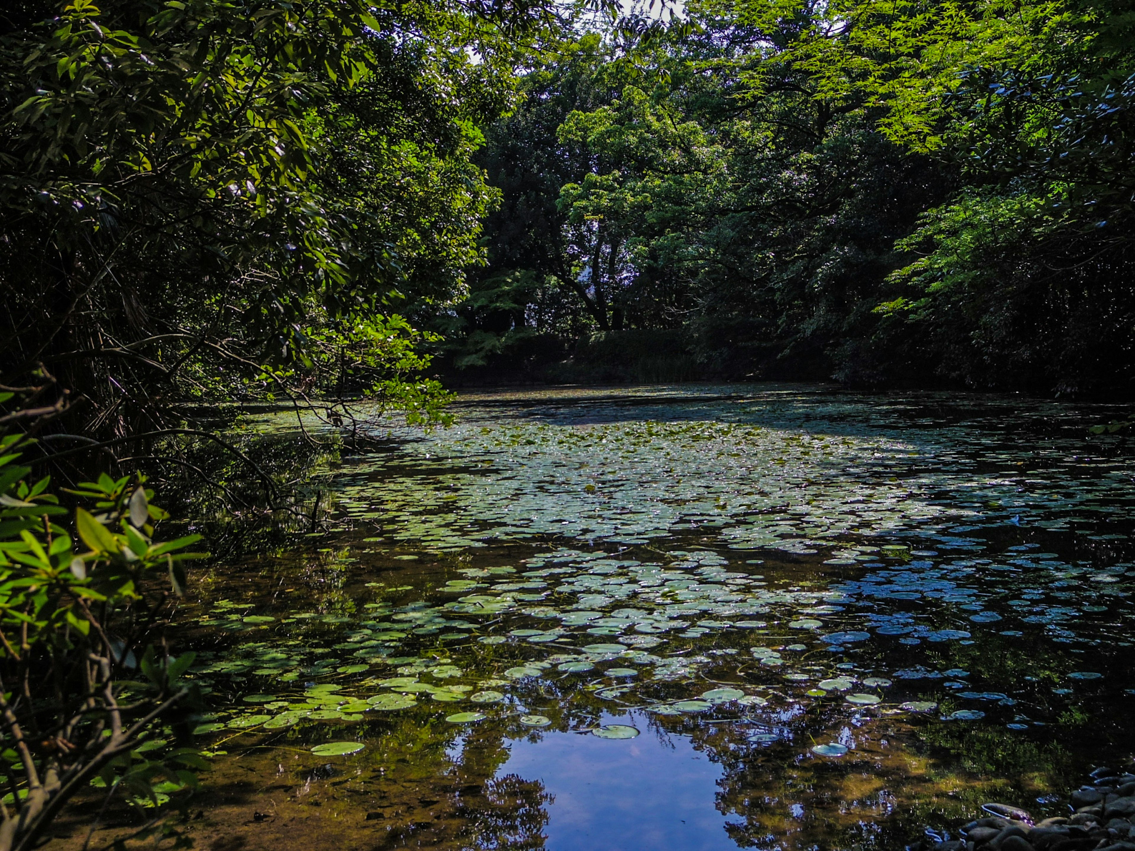 Serene pond with lily pads and surrounding green trees