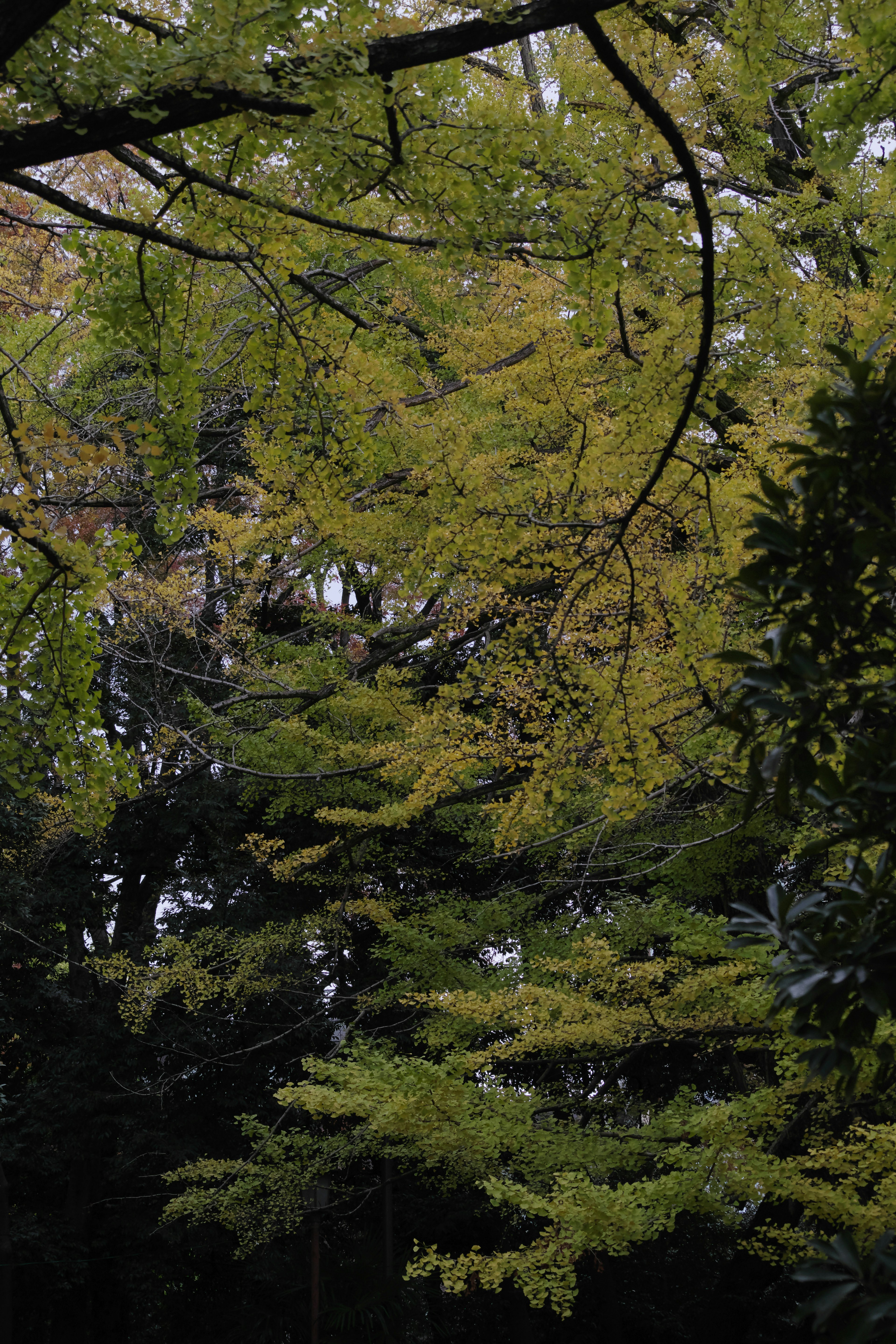 Szenische Ansicht von Herbstlaub mit gelben Blättern