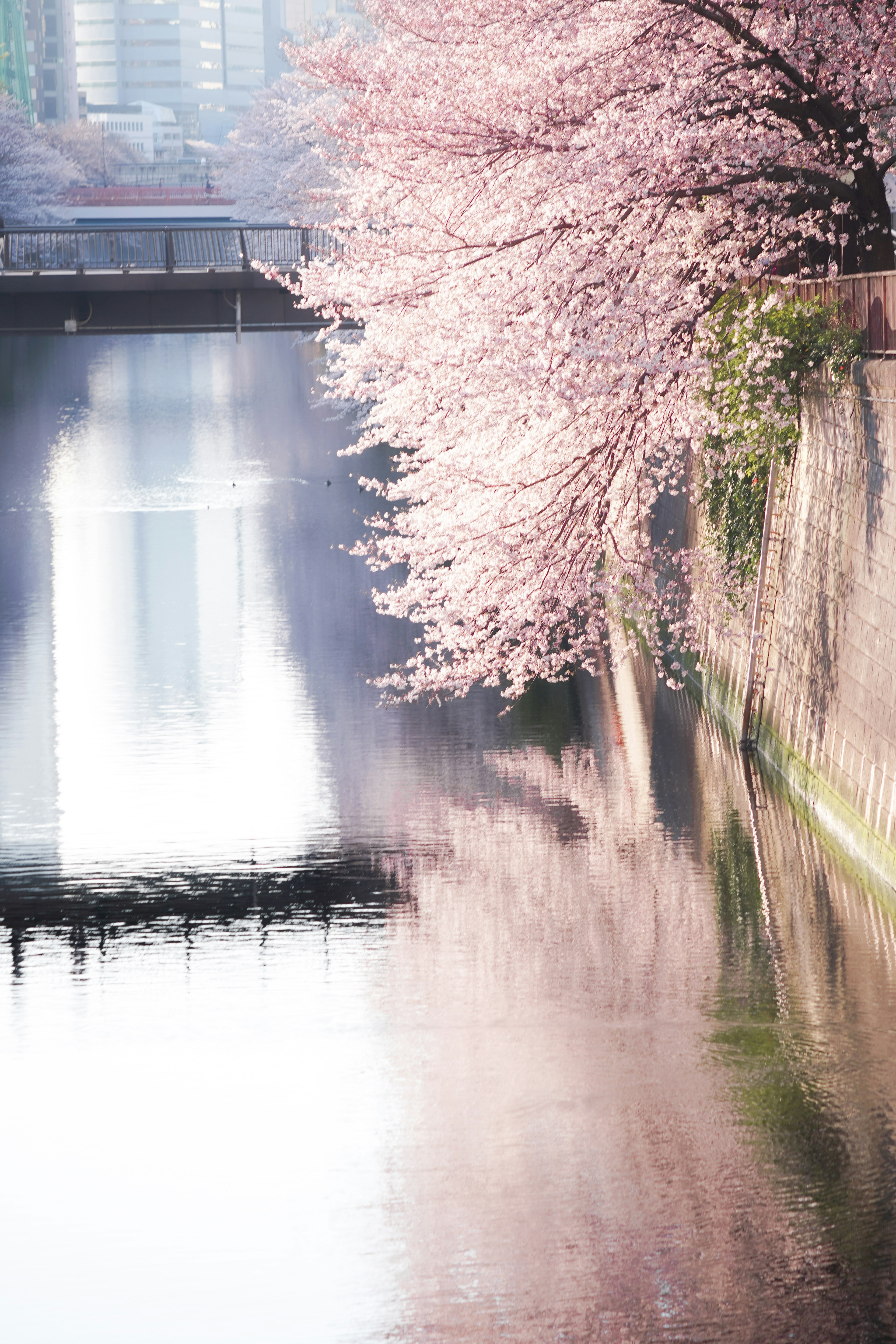 Des cerisiers en fleurs se reflétant dans l'eau au printemps