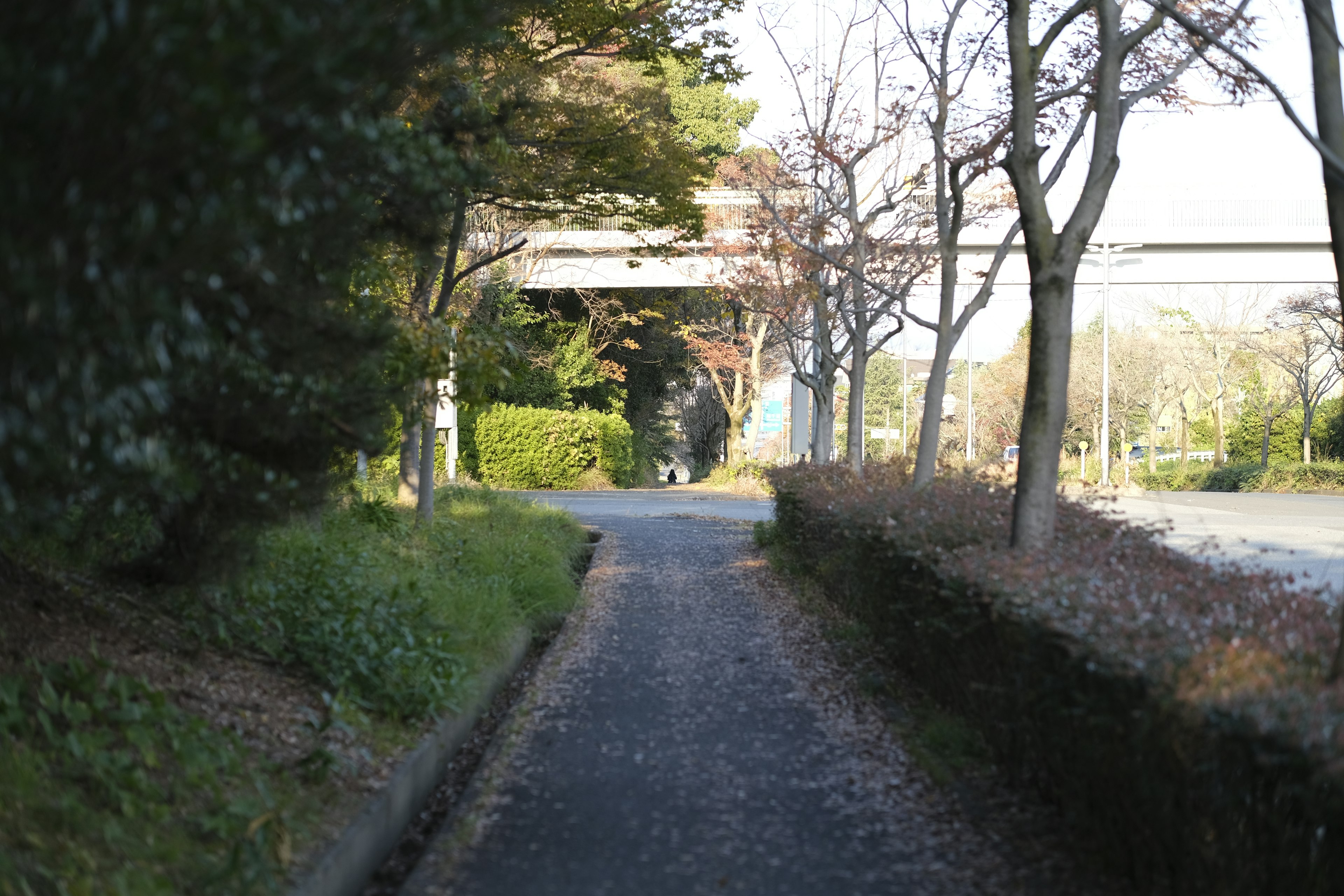 Paved pathway surrounded by trees and shrubs