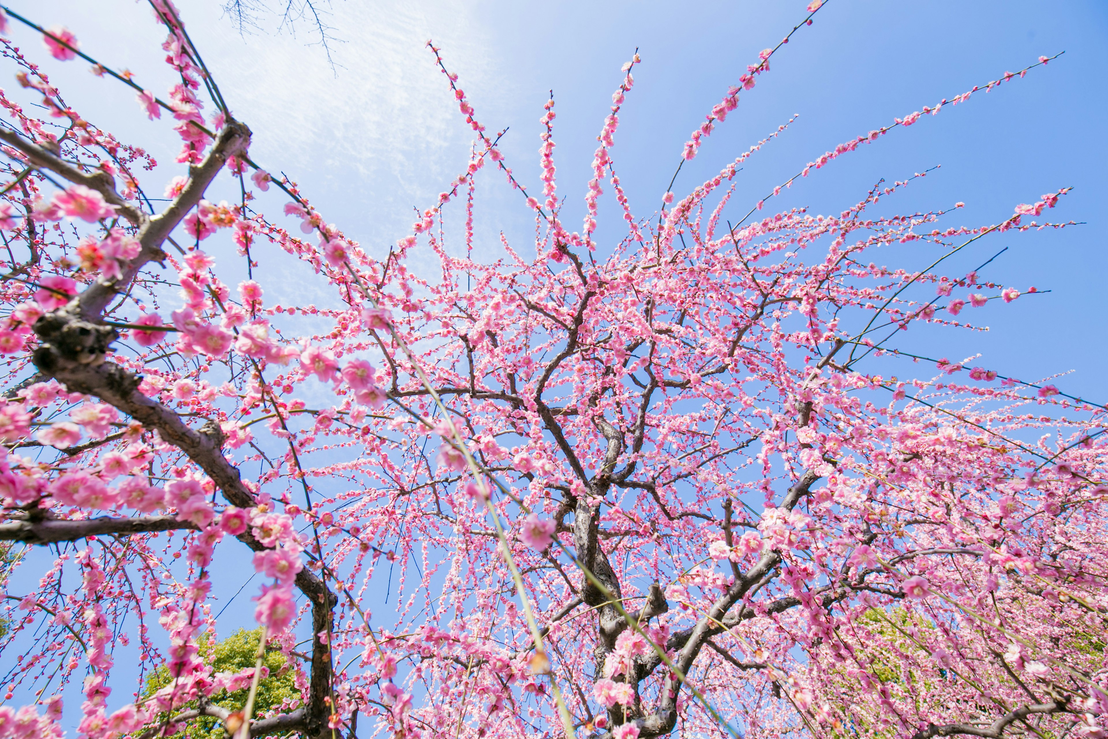 青空の下で咲くピンクの梅の花の木