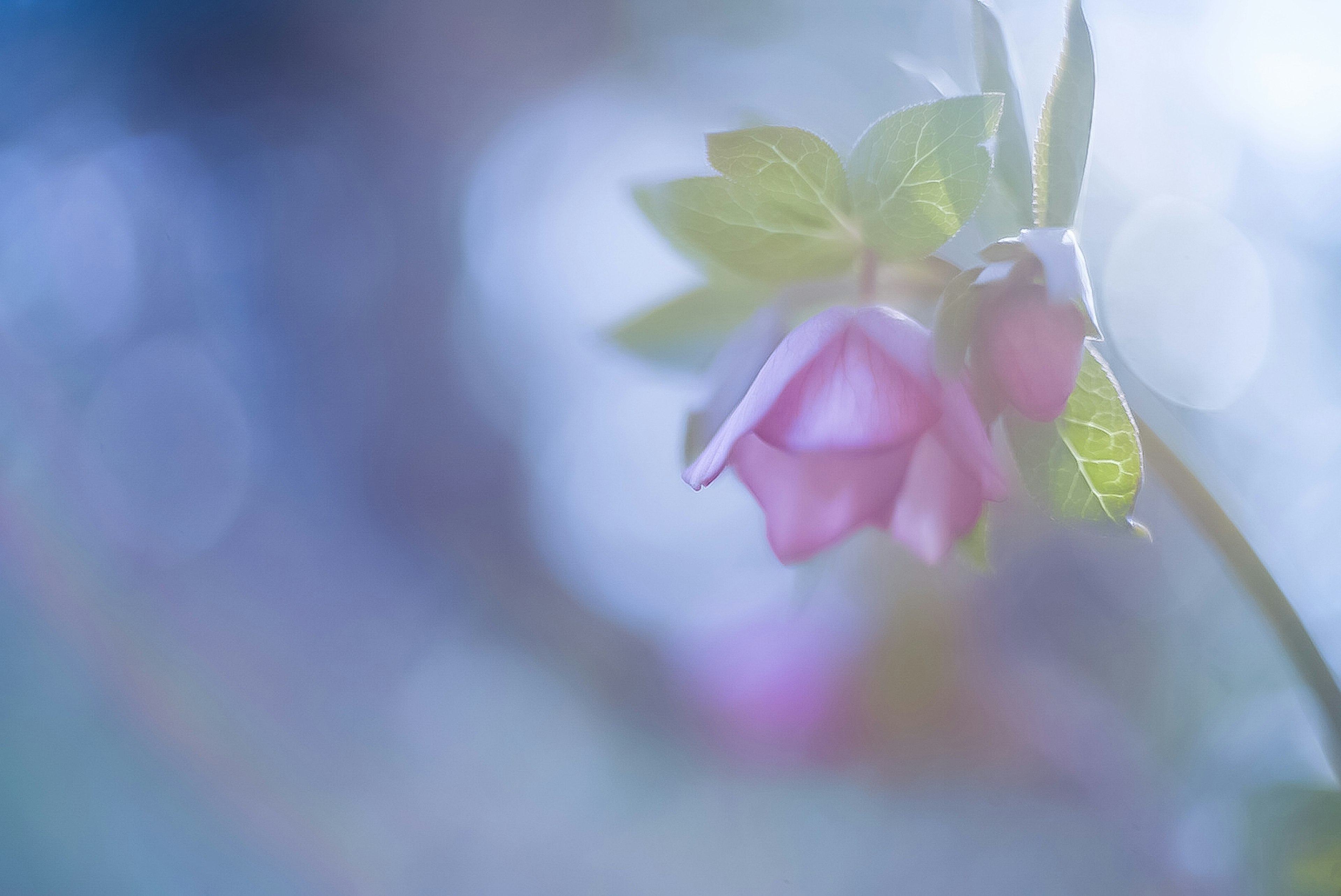 淡いピンクの花と緑の葉があるぼかし効果のある写真