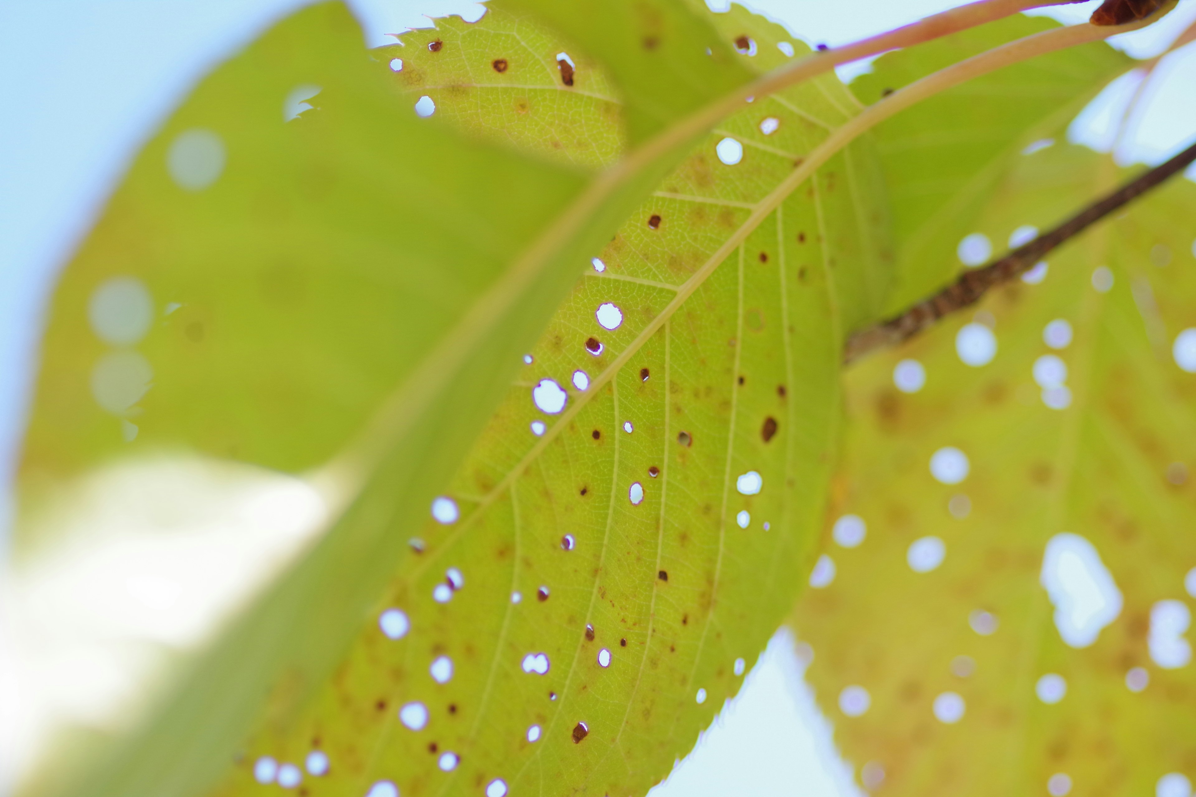 Acercamiento de hojas verdes con pequeños agujeros visibles en la superficie