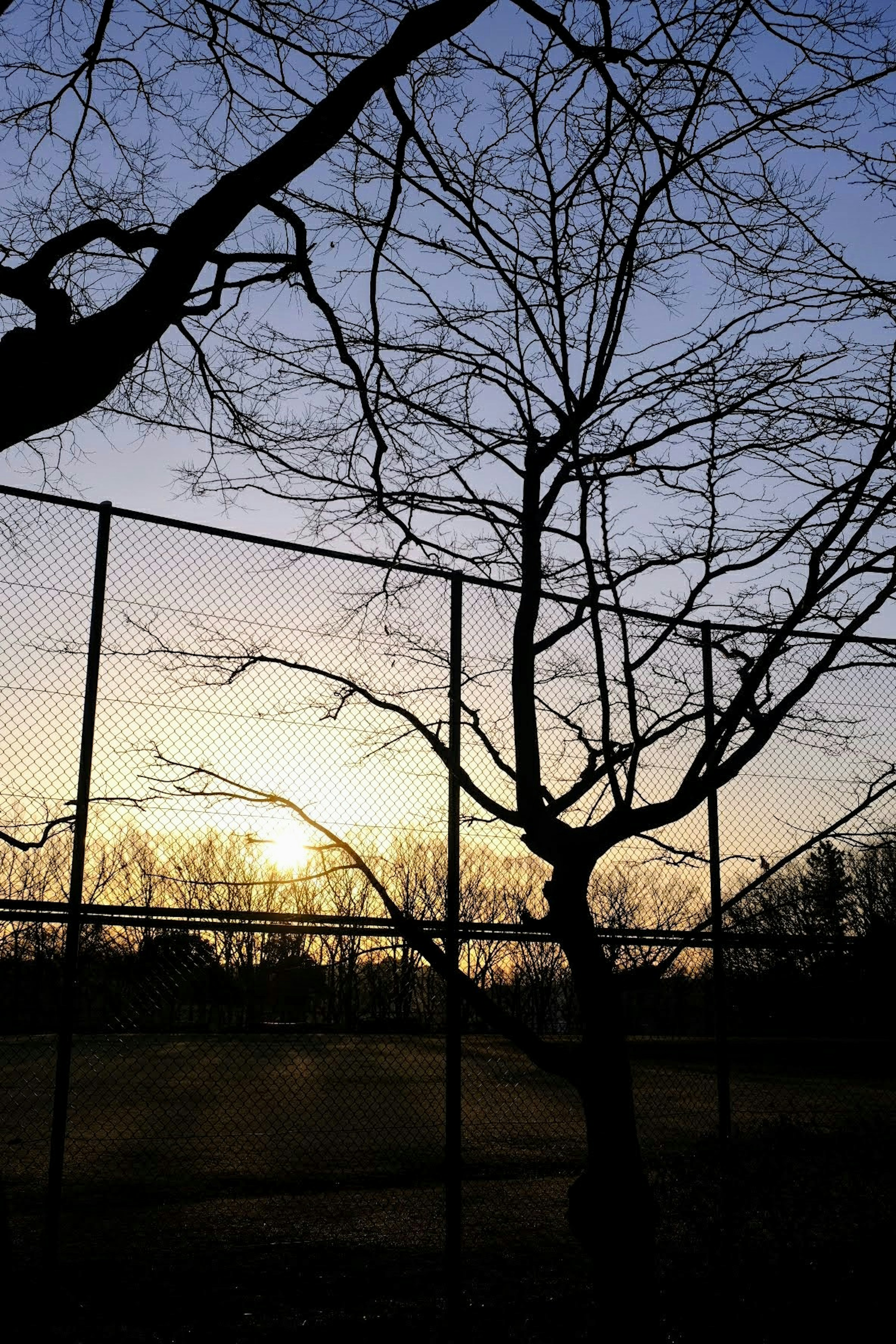 Silhouette of a bare tree and fence against a twilight sky