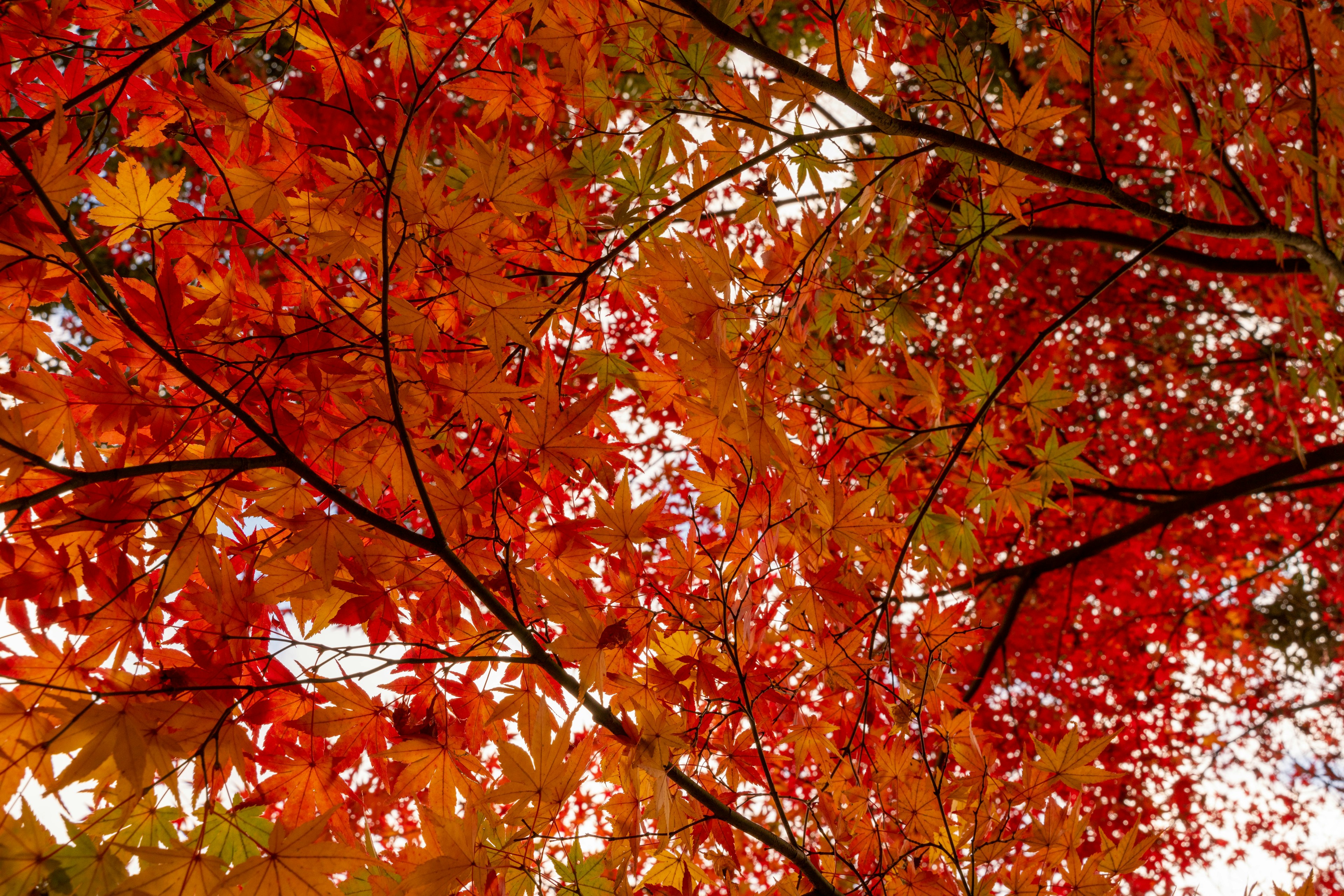 View of branches with vibrant red and orange leaves