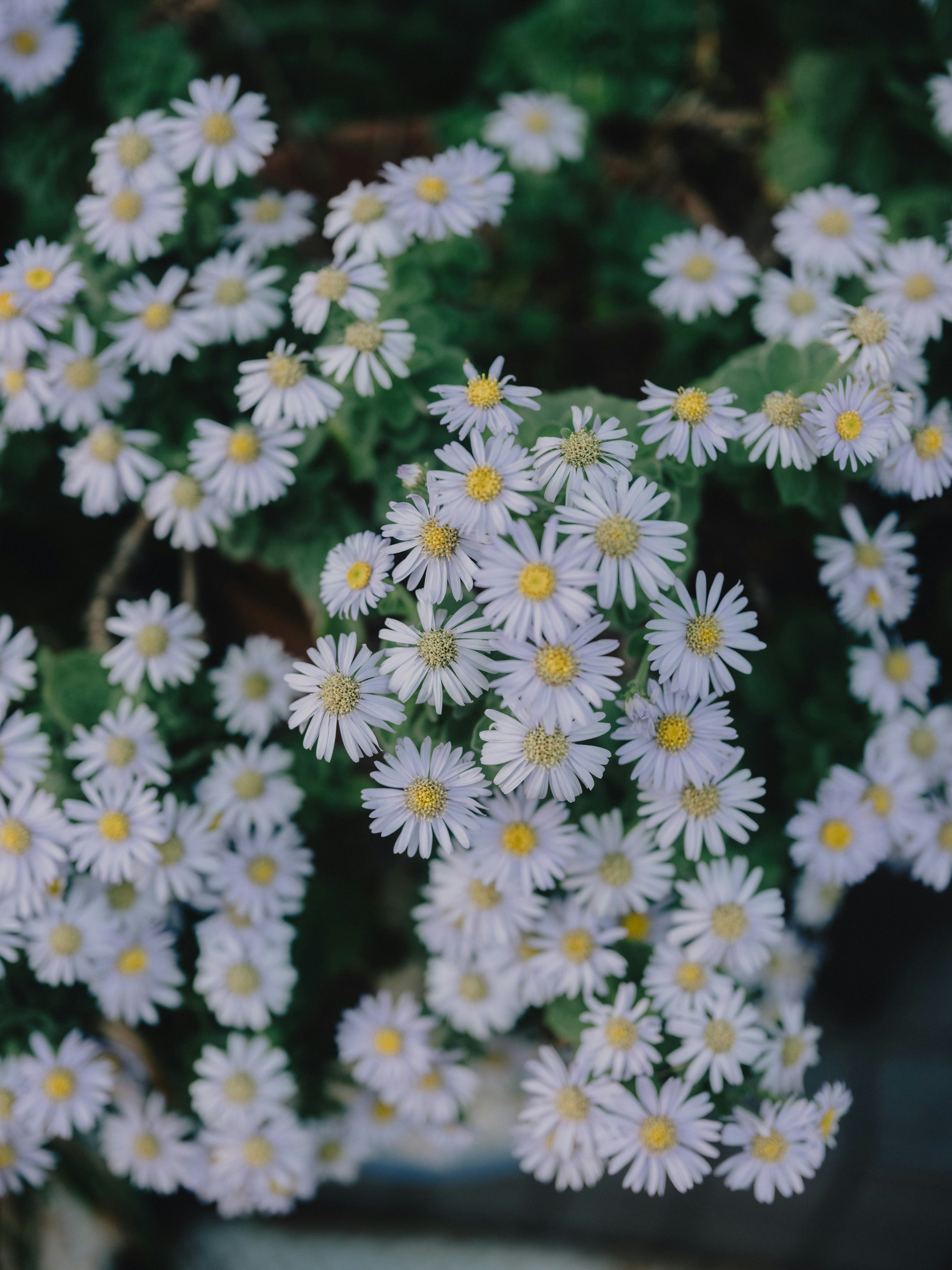 白い花びらと黄色い中心を持つデイジーの花のクラスター