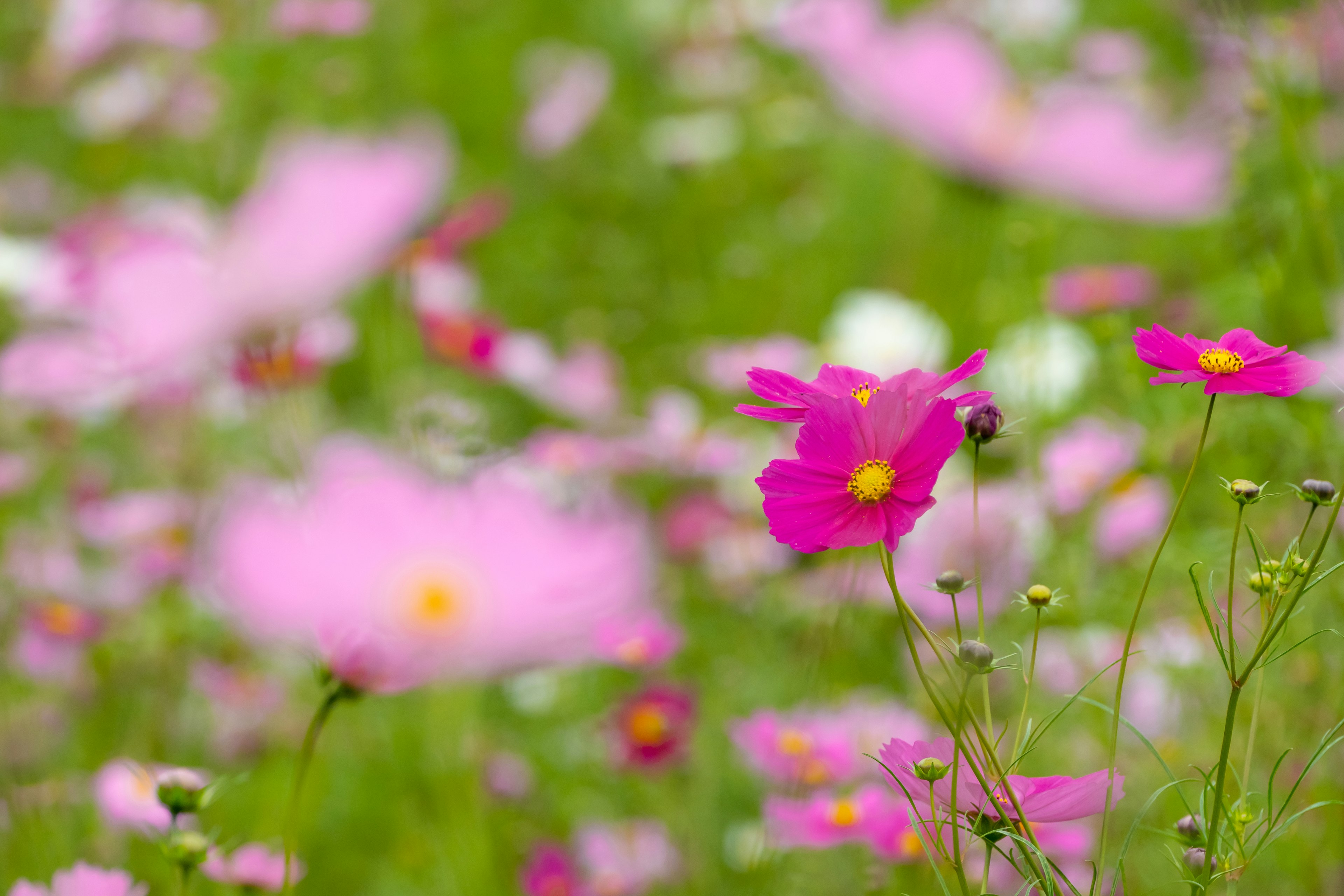 ทุ่งดอกคอสมอสที่เบ่งบานอย่างมีชีวิตชีวาในเฉดสีชมพูต่างๆ