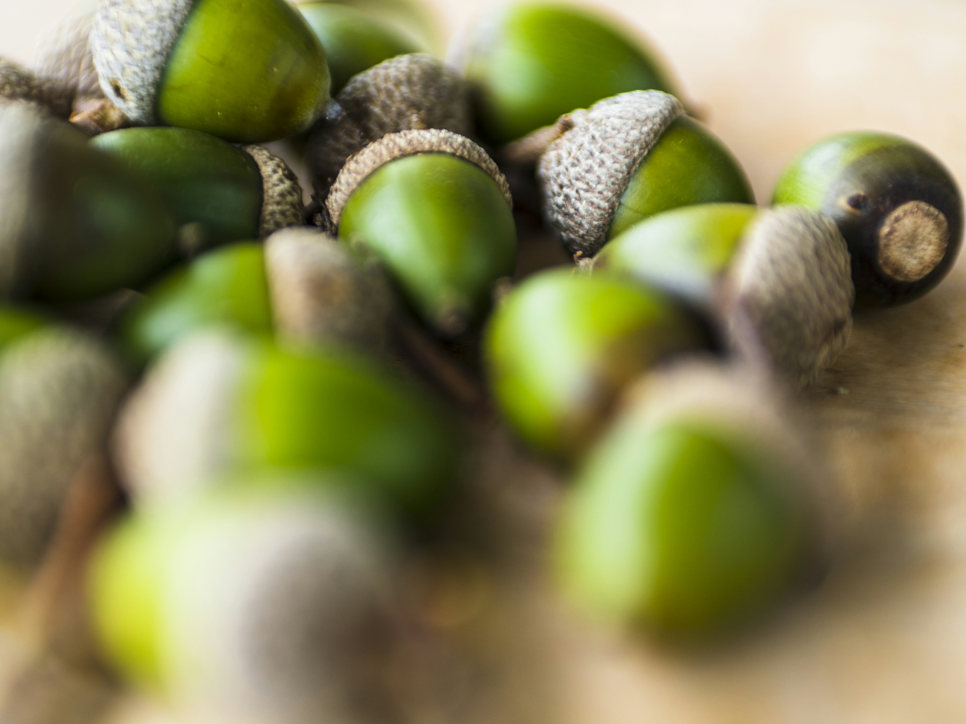 Une collection de glands verts sur une surface en bois