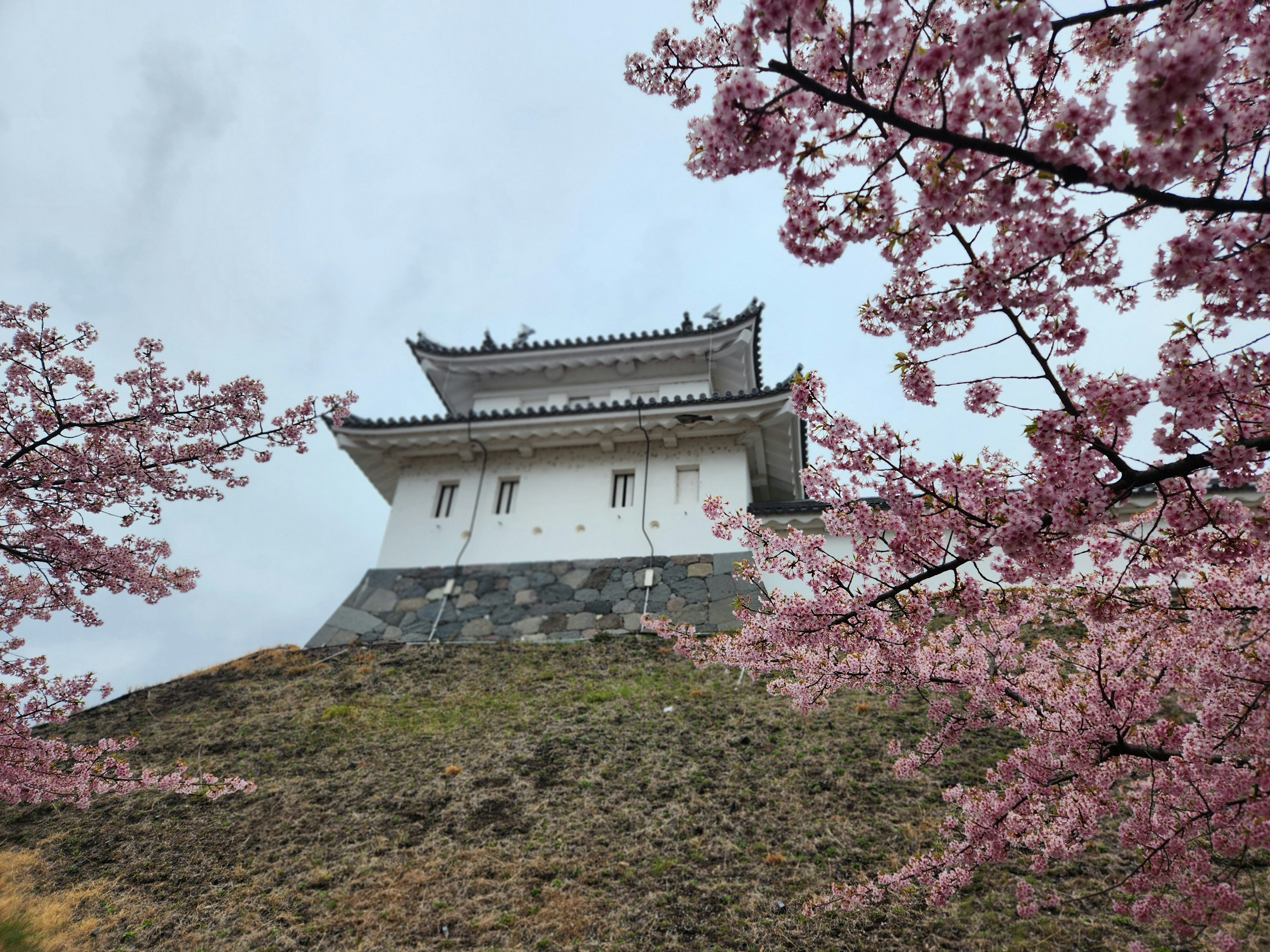 Beautiful view of a white castle surrounded by cherry blossom trees