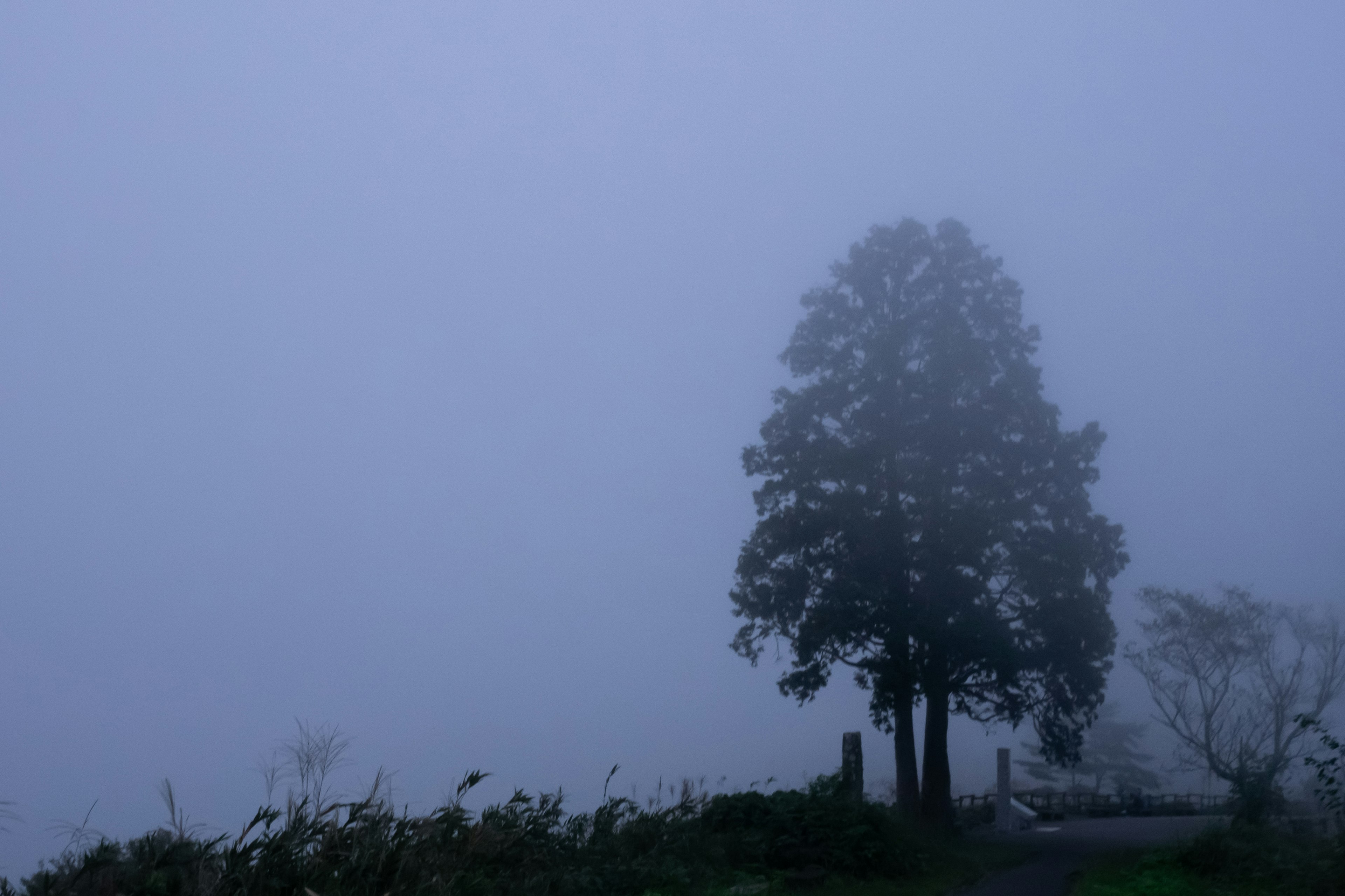 Silhouette of a tree in a foggy landscape