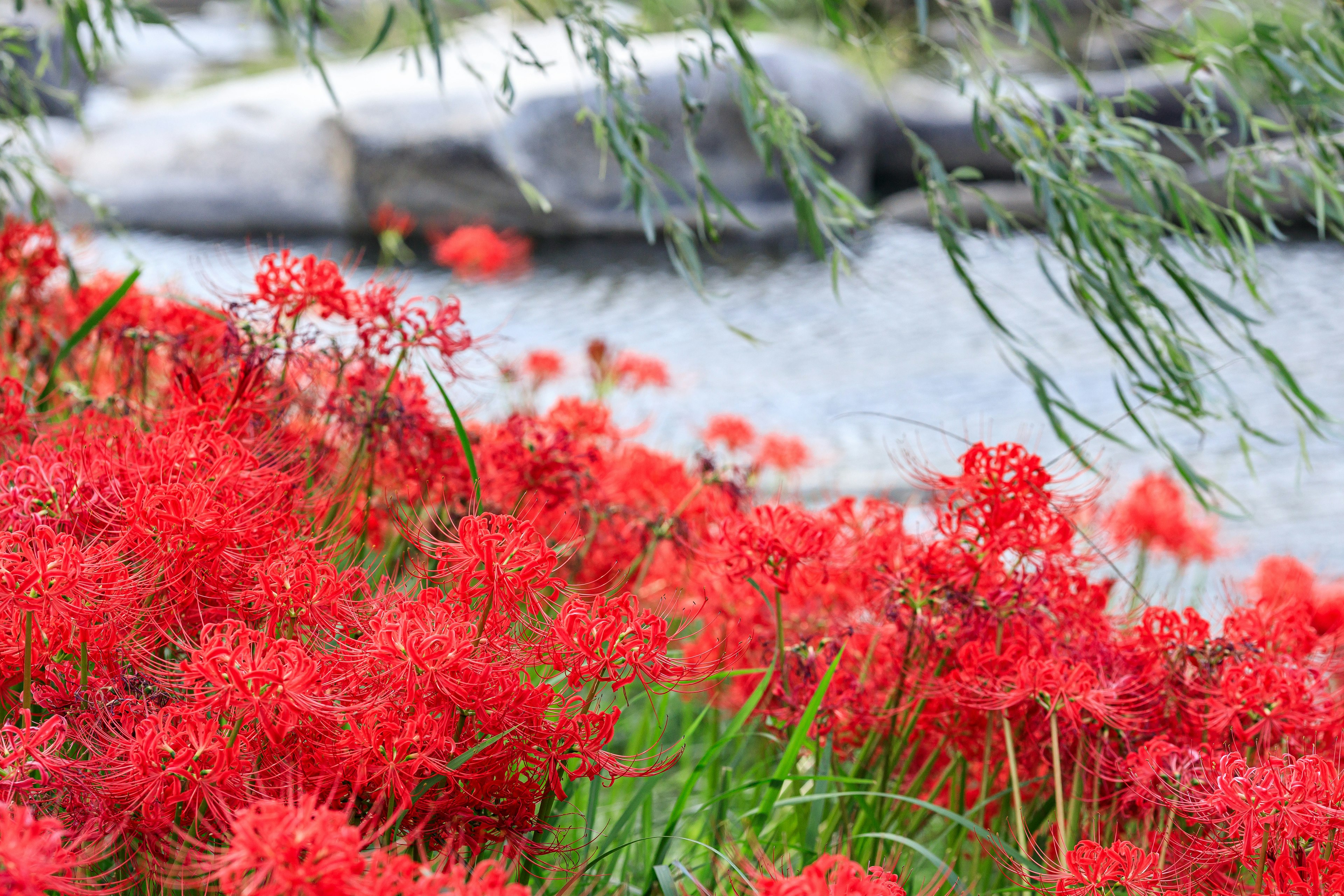 Red spider lilies blooming by a riverbank