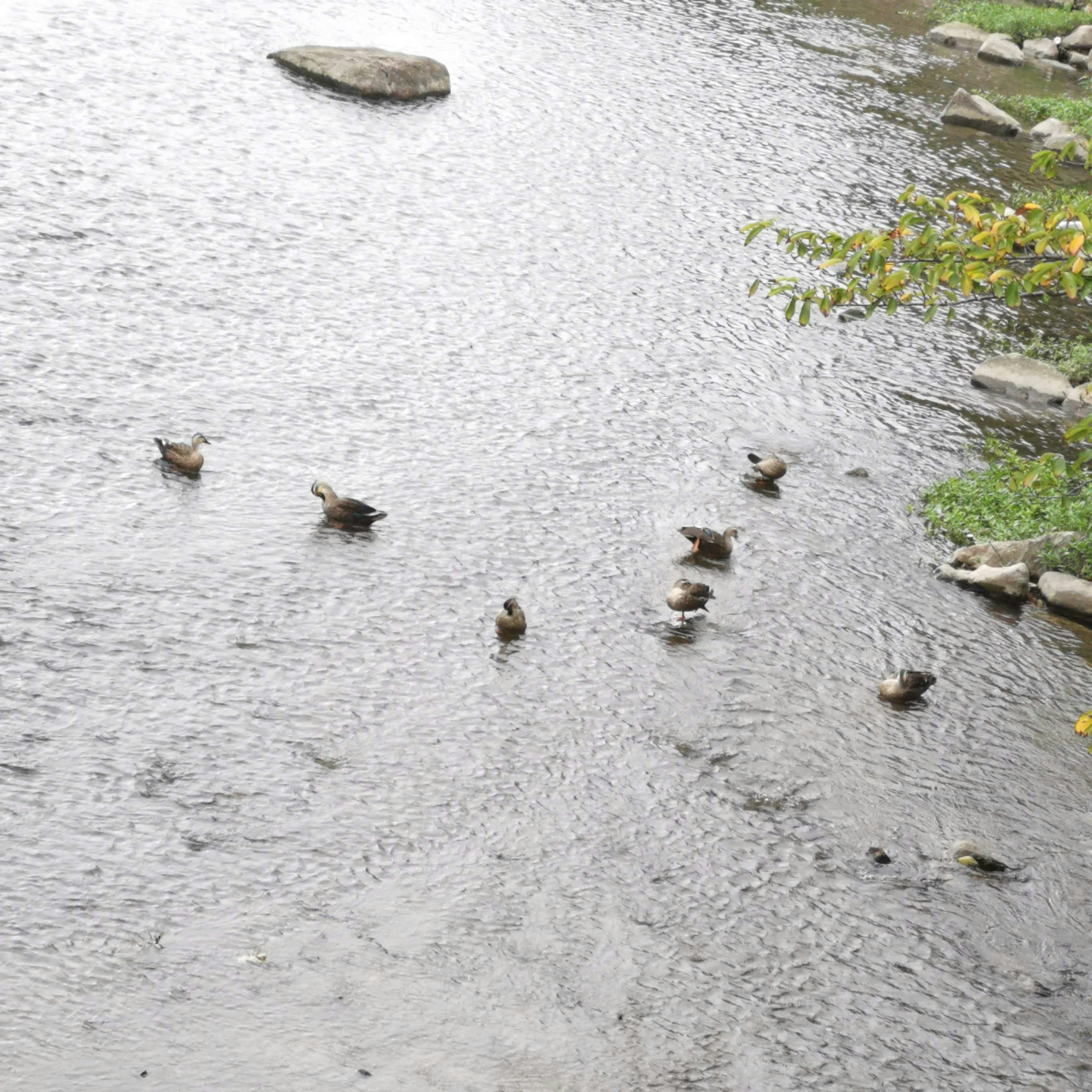 Patos nadando en un río con piedras