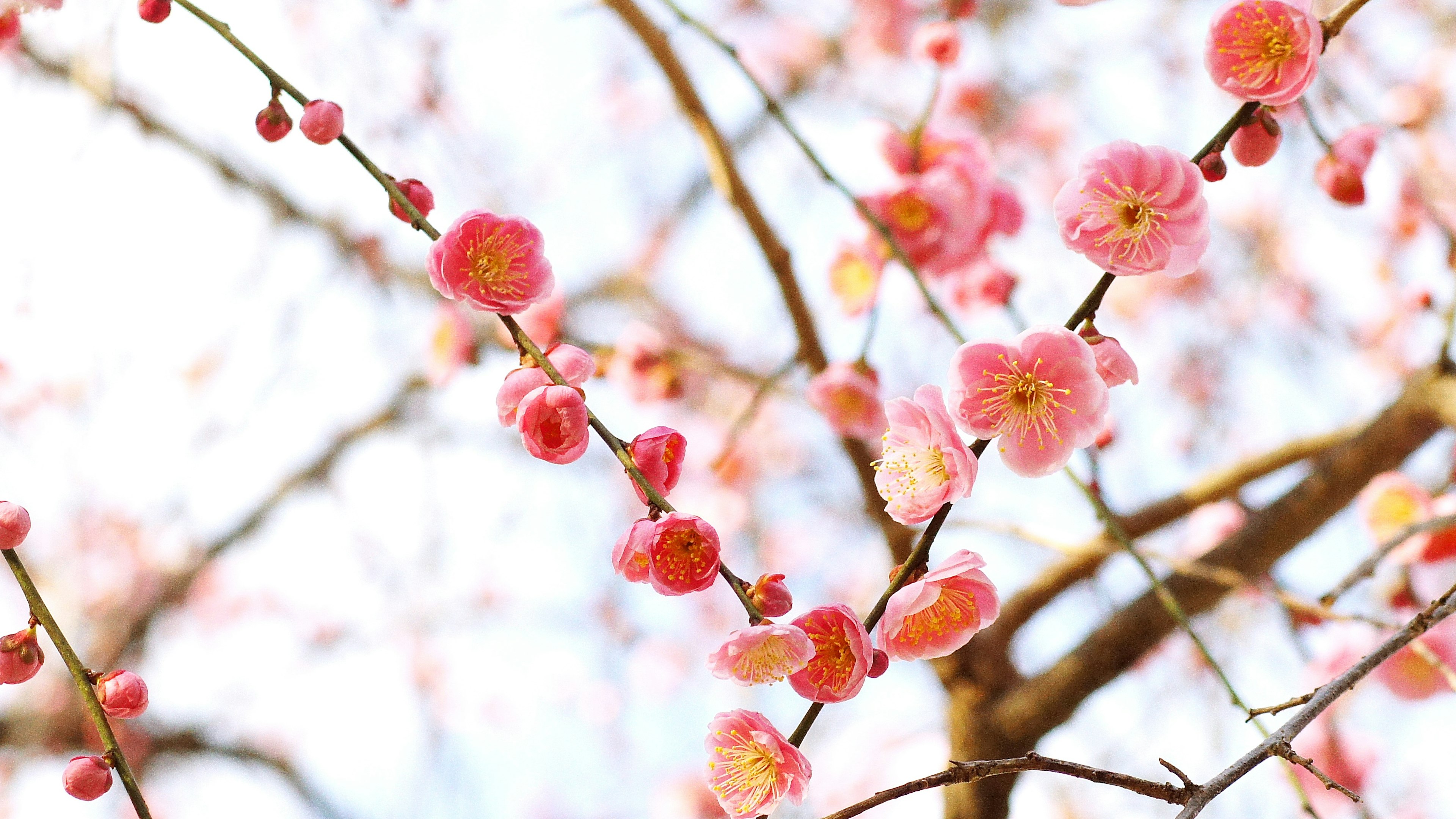 Close-up of cherry blossom branches with pink flowers