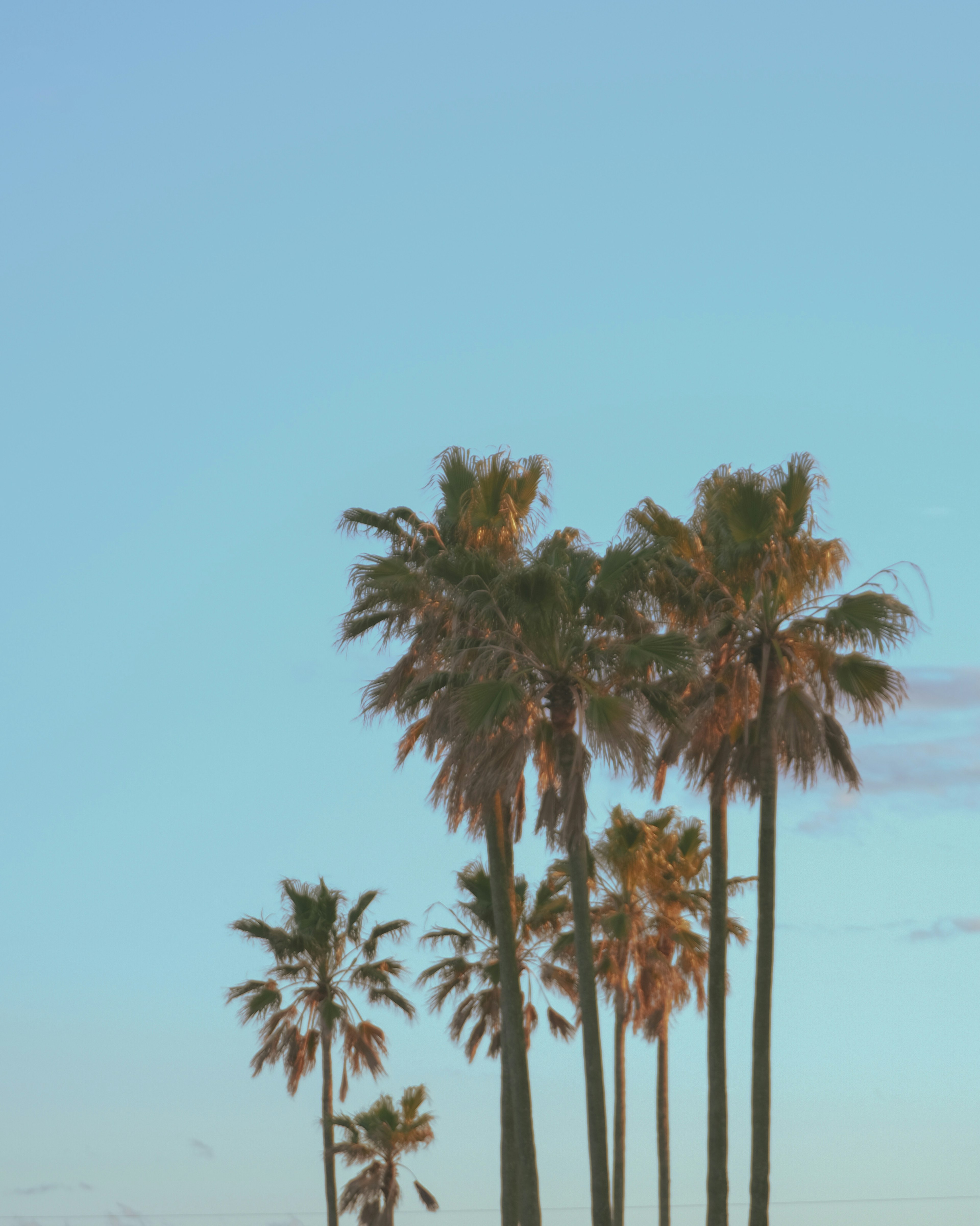 Silhouette of palm trees against a blue sky