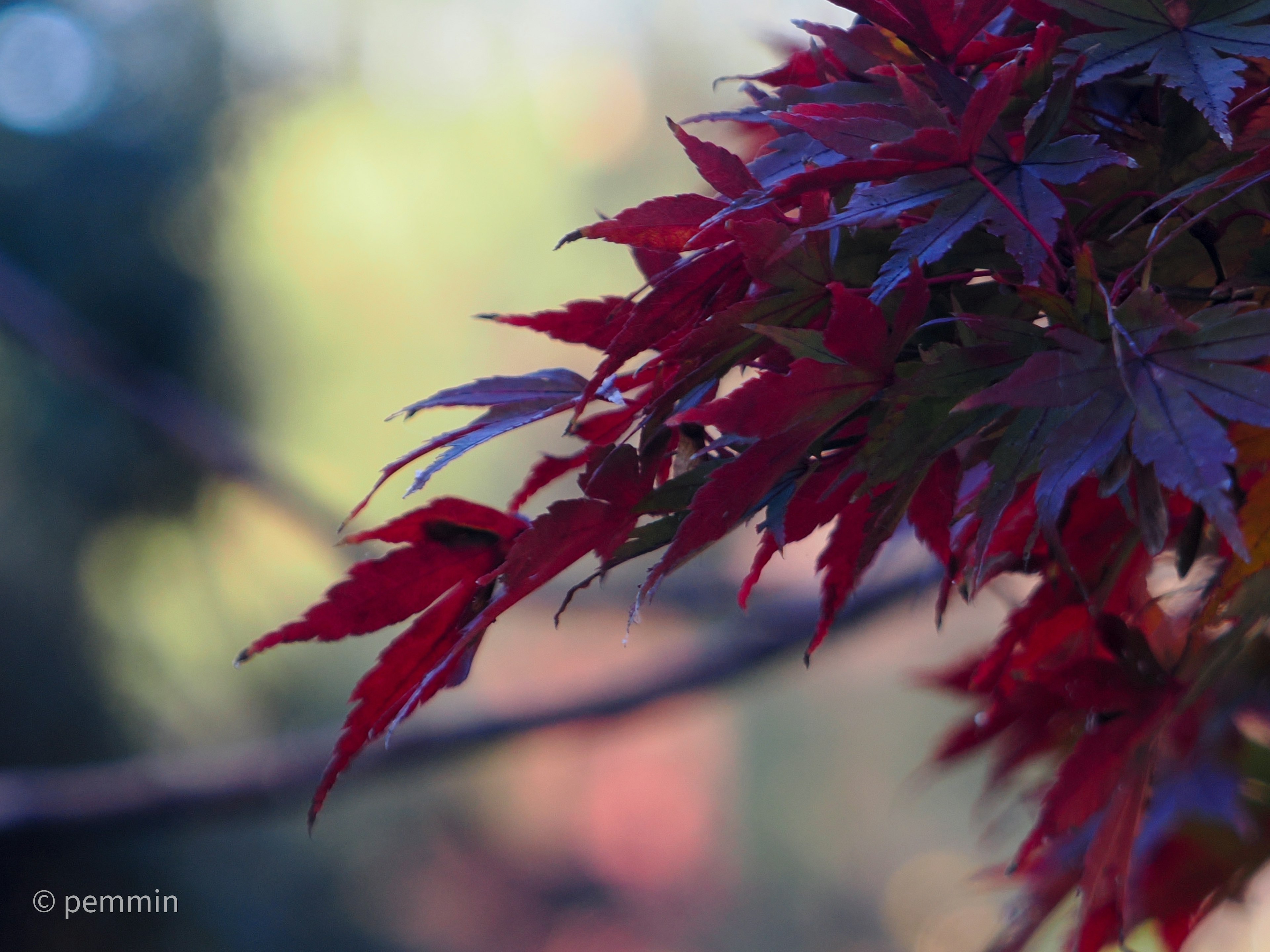 鮮豔的紅葉與模糊背景