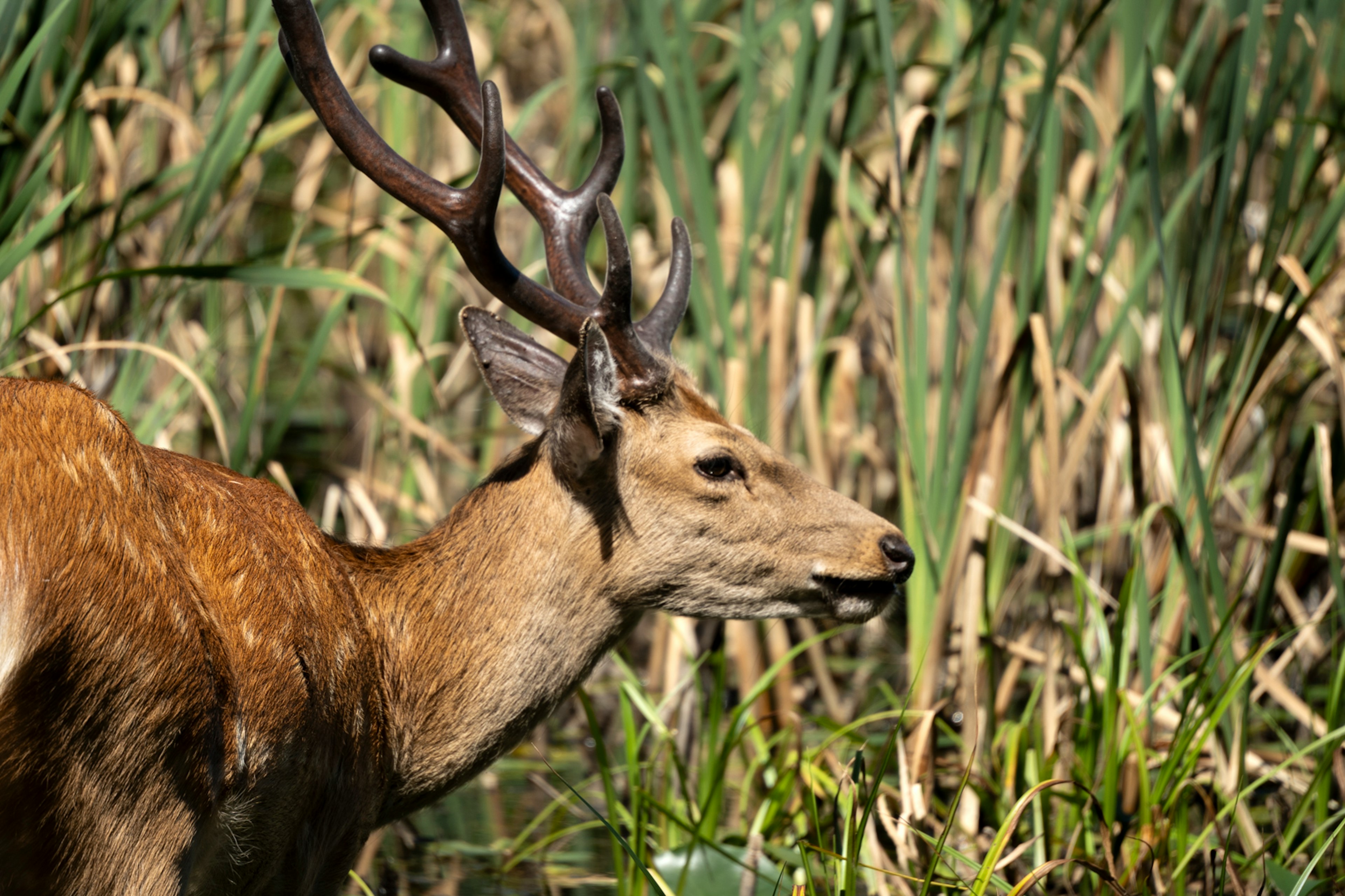 Profil d'un cerf se tenant dans une prairie avec des bois distinctifs