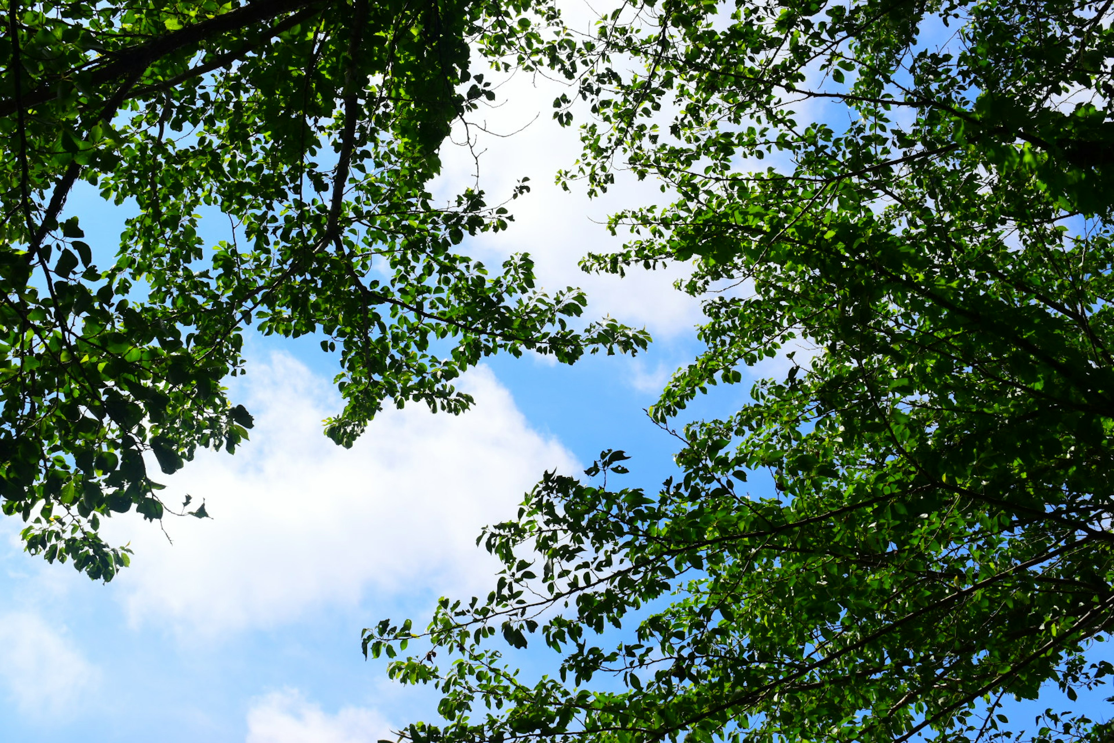 Blick auf grüne Blätter vor blauem Himmel