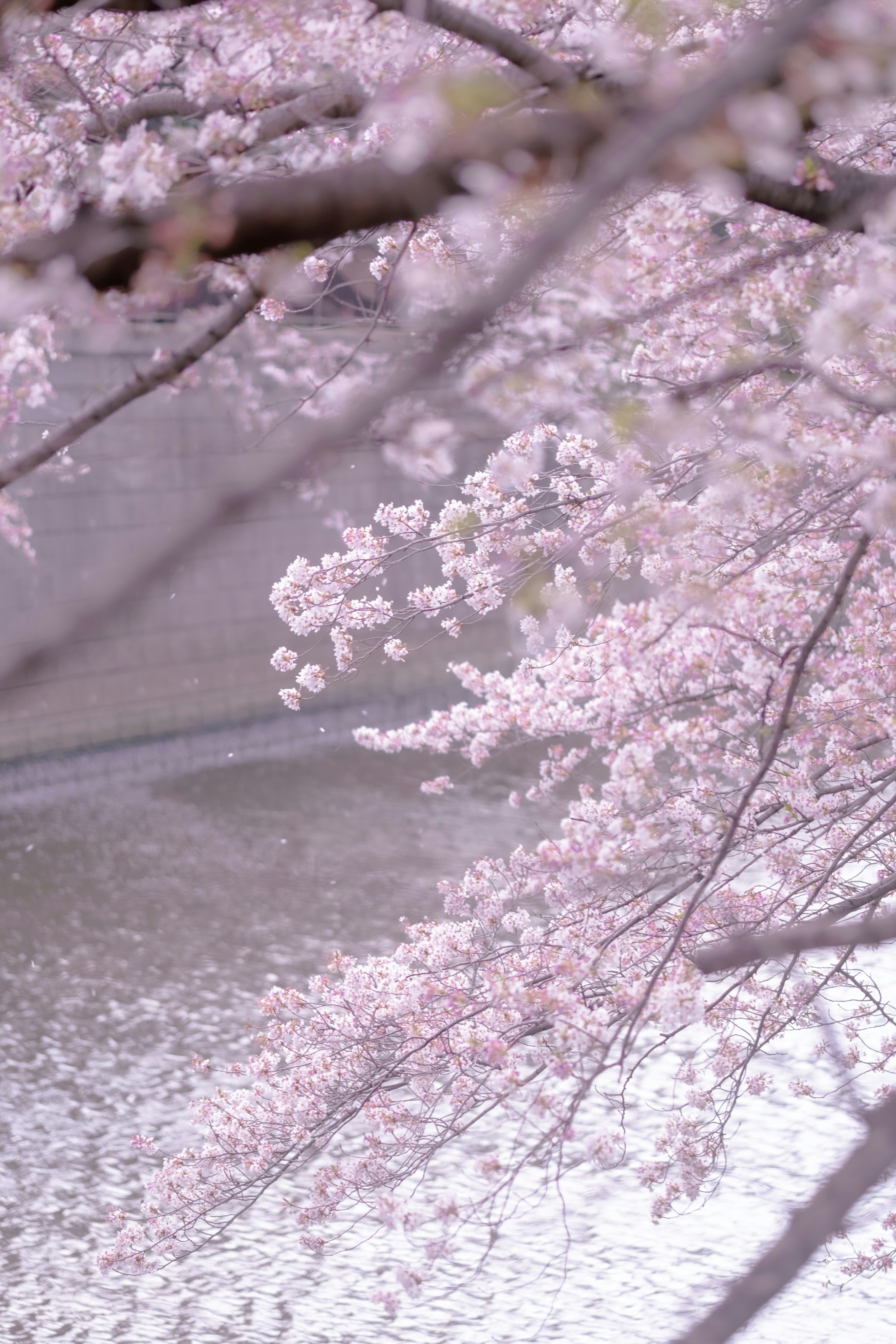 Branches de cerisier en fleurs avec des fleurs roses délicates au-dessus d'une surface d'eau sereine