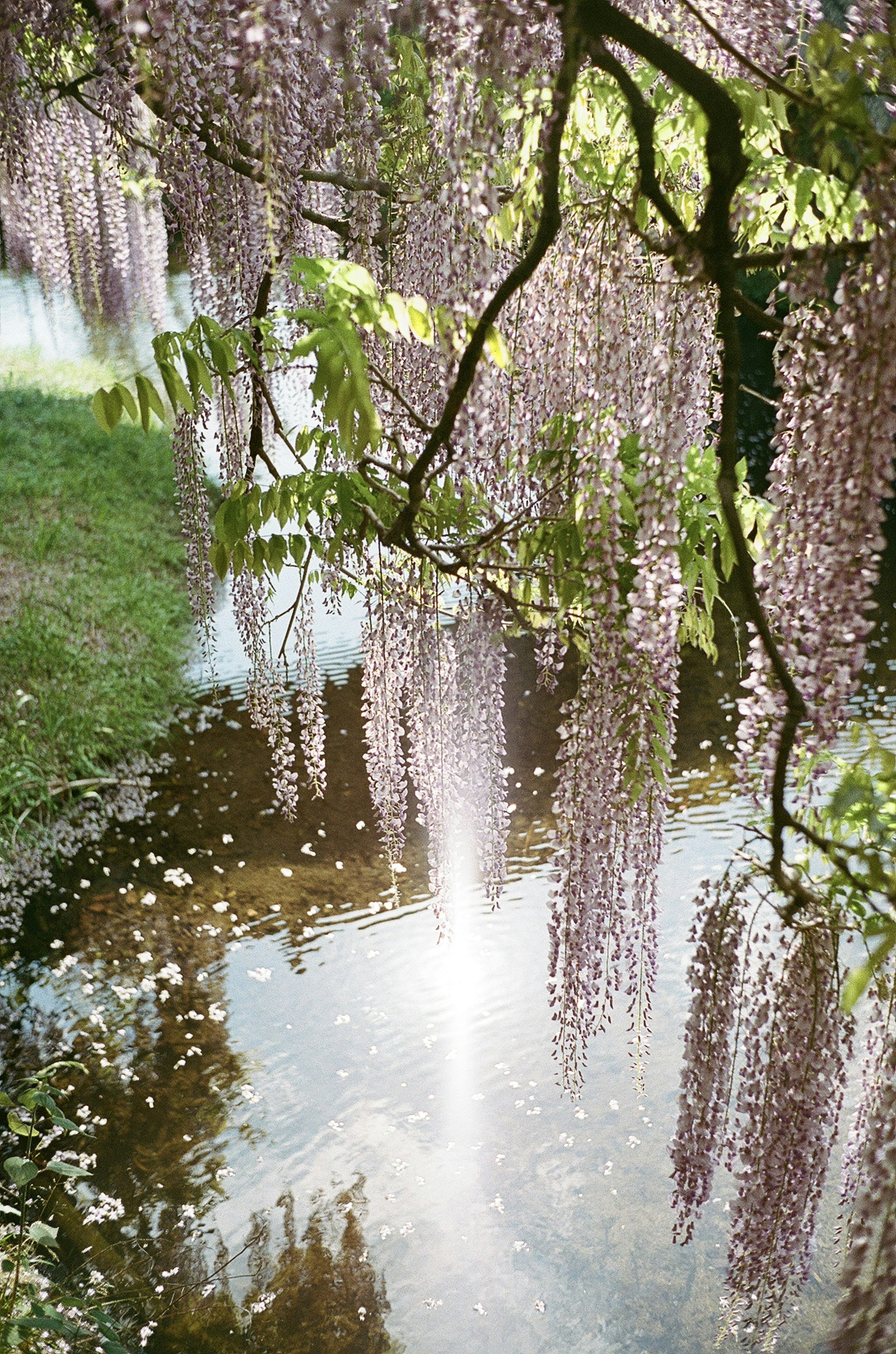 池に映る藤の花と緑の葉の風景