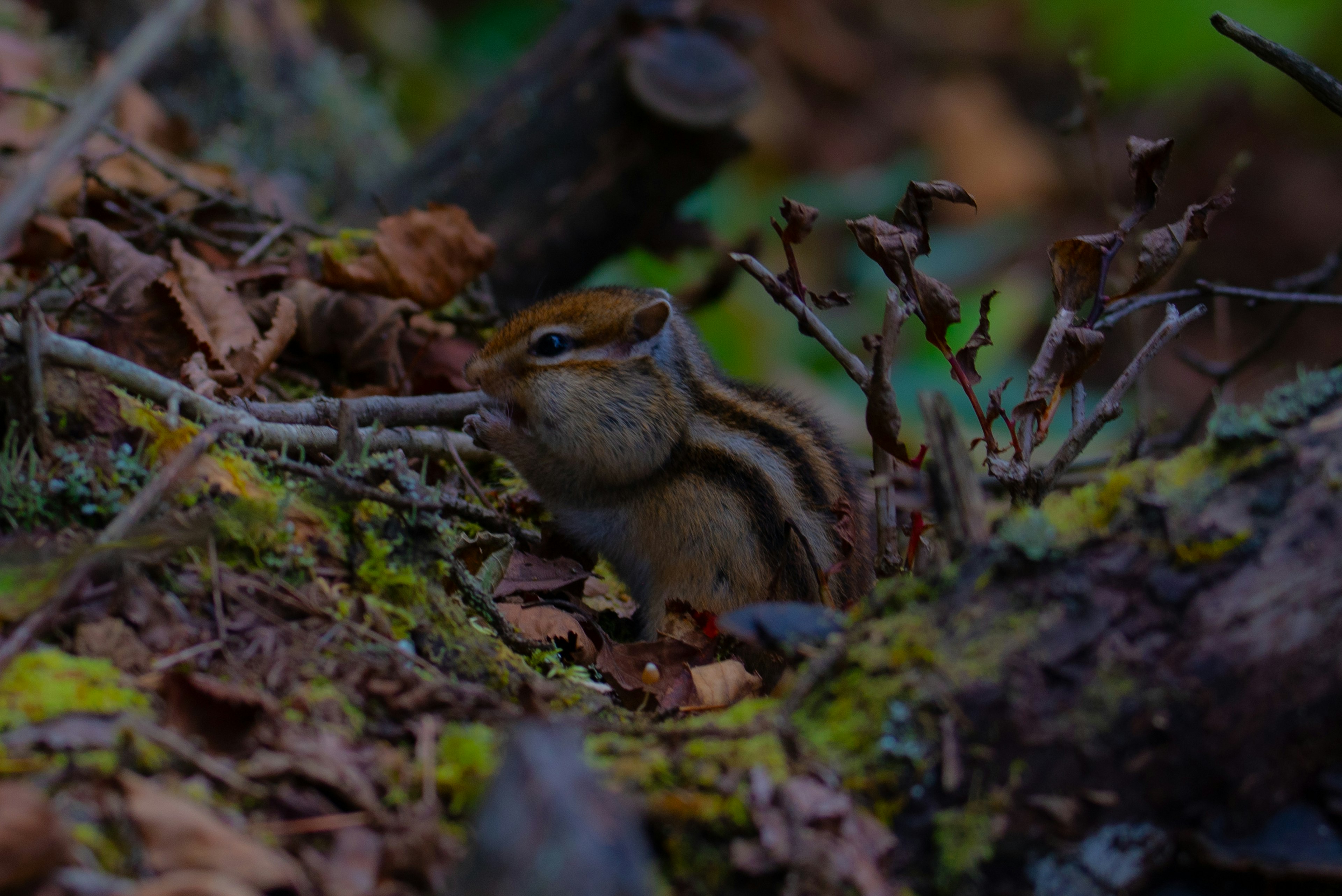 Ardilla listada escondida entre hojas en el bosque